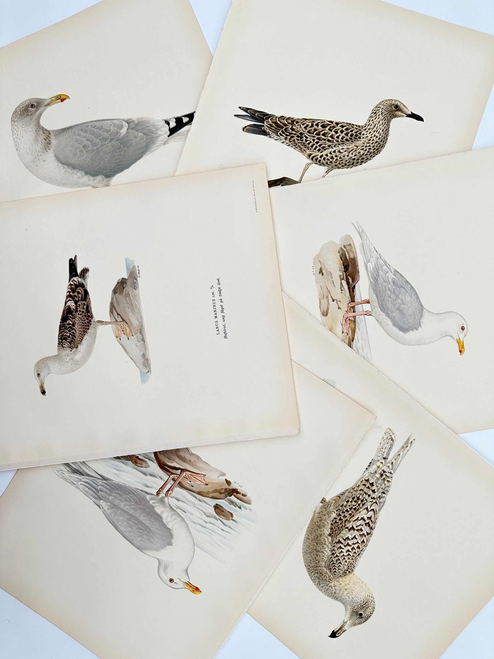 Magnus von Wright – Set of 6: Ornithological Studies of Nordic Gulls – Lithograph (1920s) (1 of 2)