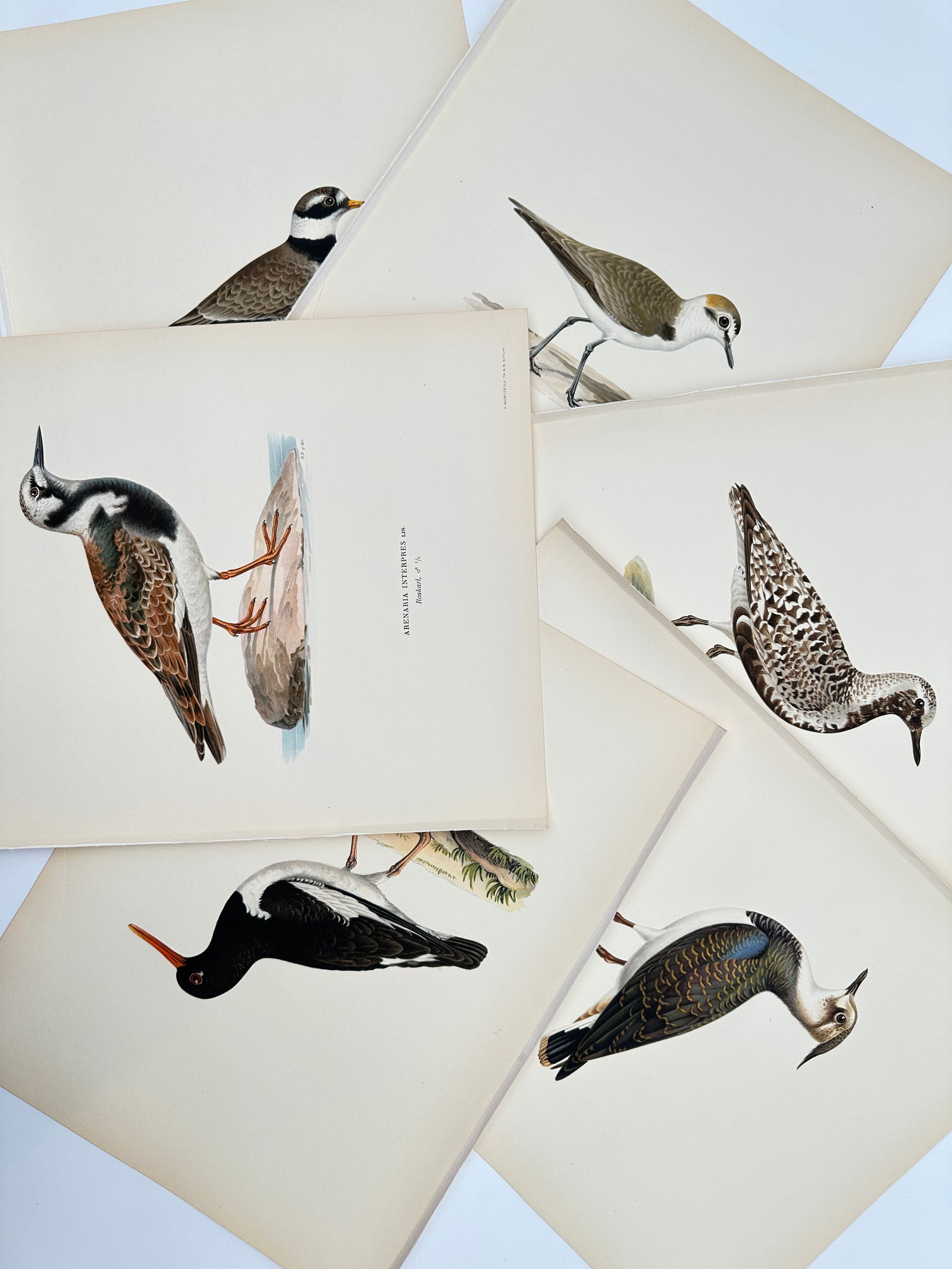 Magnus von Wright – Set of 6: Ornithological Studies of Nordic Plovers and Shorebirds –: "Svenska Fåglar" illustrates a variety of wading birds common to the Nordic coastlines, including the Ruddy Turnstone, Eurasian Oystercatcher, Northern Lapwing, and several species of small plovers.