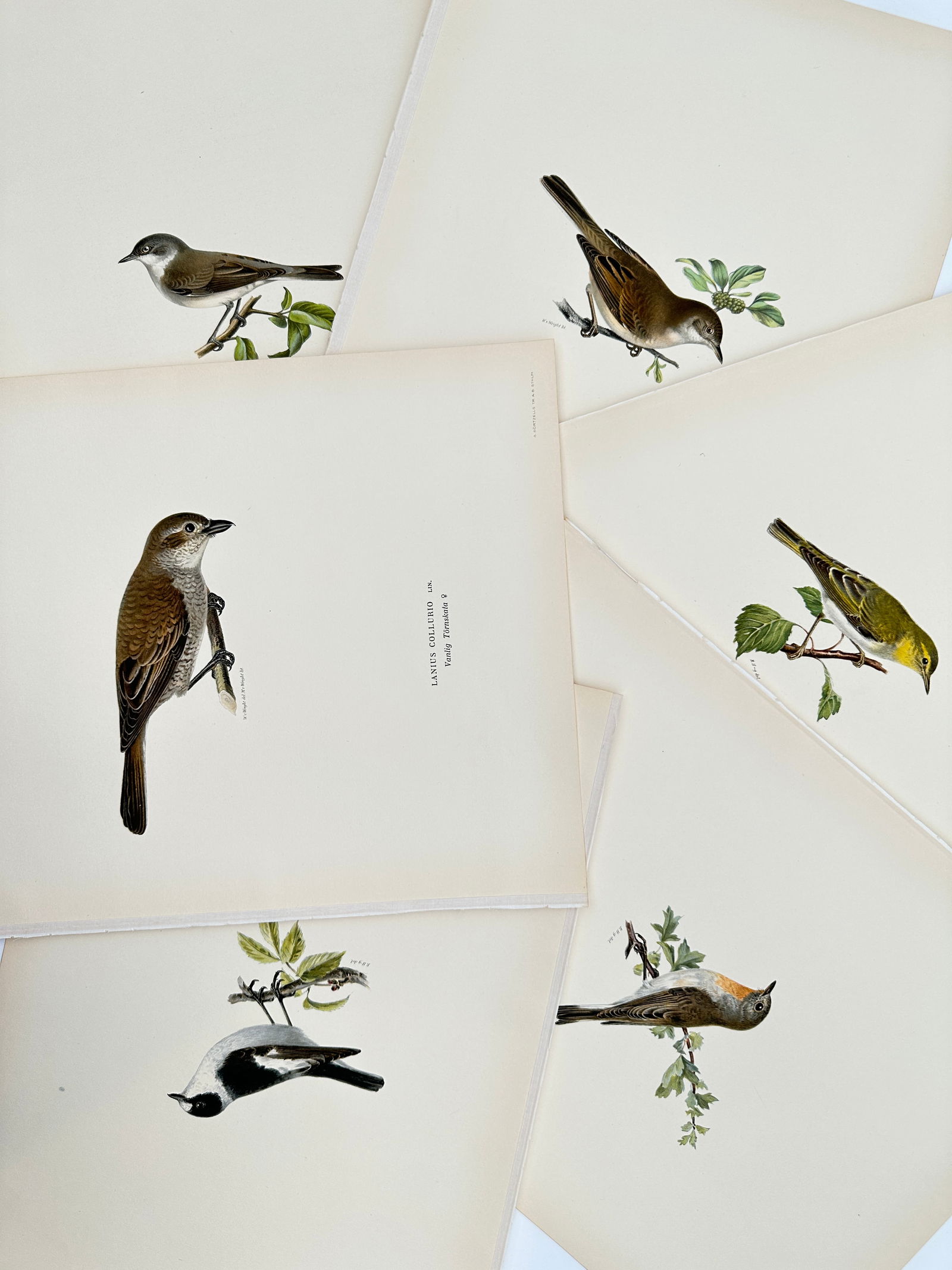 Magnus von Wright – Set of 6: Ornithological Studies of Nordic Songbirds – Lithograph: "Svenska Fåglar" illustrates a selection of passerine birds native to the Swedish countryside, featuring various shrikes, warblers, and flycatchers. The set includes detailed plates of the Red-backed