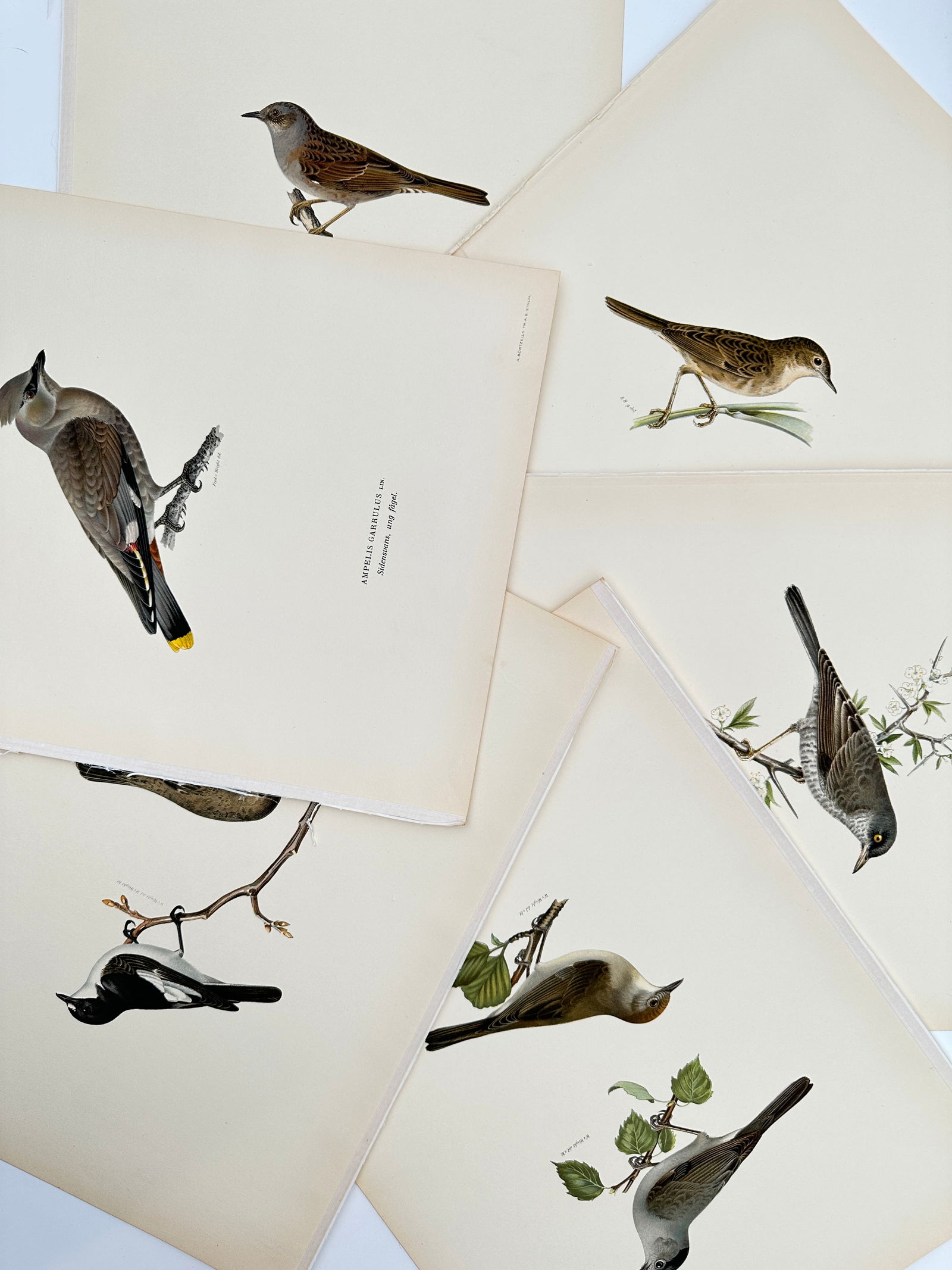 Magnus von Wright – Set of 6: Ornithological Studies of Nordic Songbirds – Lithograph (1920s) (1 of 2)