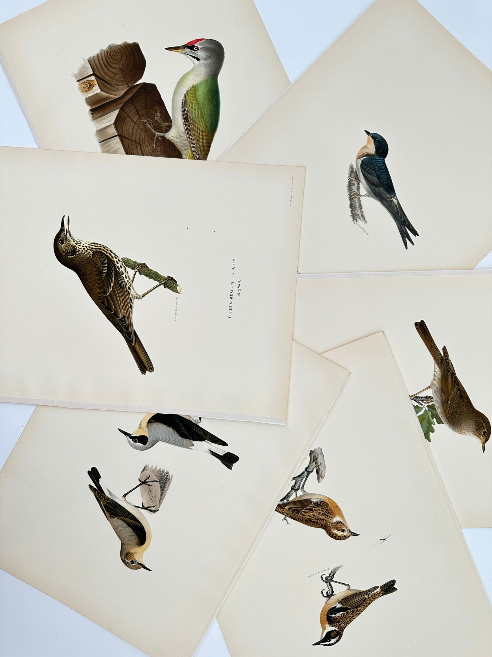 Magnus von Wright – Set of 6: Ornithological Studies of Nordic Woodland and Field Birds –: "Svenska Fåglar" illustrates a selection of avian species native to the Swedish landscape, featuring woodpeckers, thrushes, and larks. The set includes detailed plates of the Grey-headed Woodpecker,