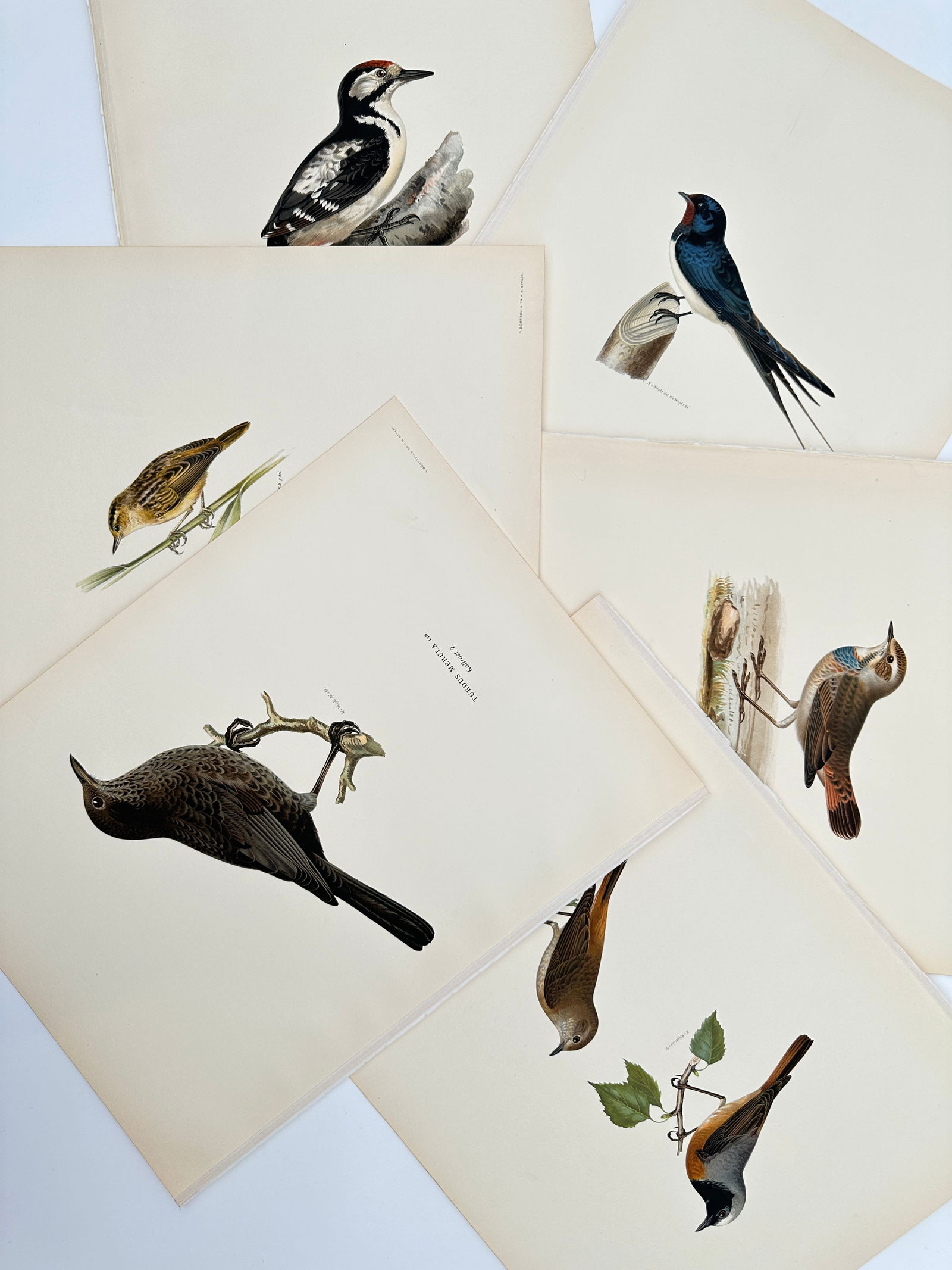 Magnus von Wright – Set of 6: Ornithological Studies of Nordic Woland and Garden Birds: "Svenska Fåglar" illustrates a variety of avian species native to the Swedish landscape, featuring woodpeckers, swallows, thrushes, and chats. The set includes detailed plates of the Great Spotted Wo