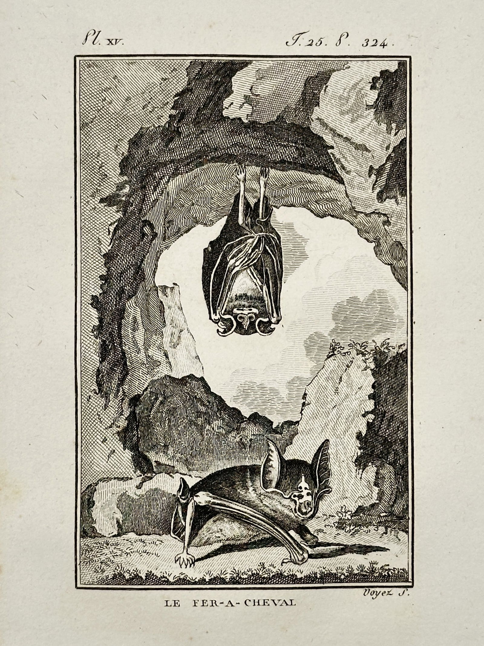 Georges-Louis Leclerc, Comte de Buffon (1707–1788) – The Horseshoe Bat – Copper engraving: "Le Fer-a-Cheval" illustrates the anatomical features and natural behavior of the horseshoe bat in a cave setting. The composition features two specimens: one suspended by its hind legs from a rocky o
