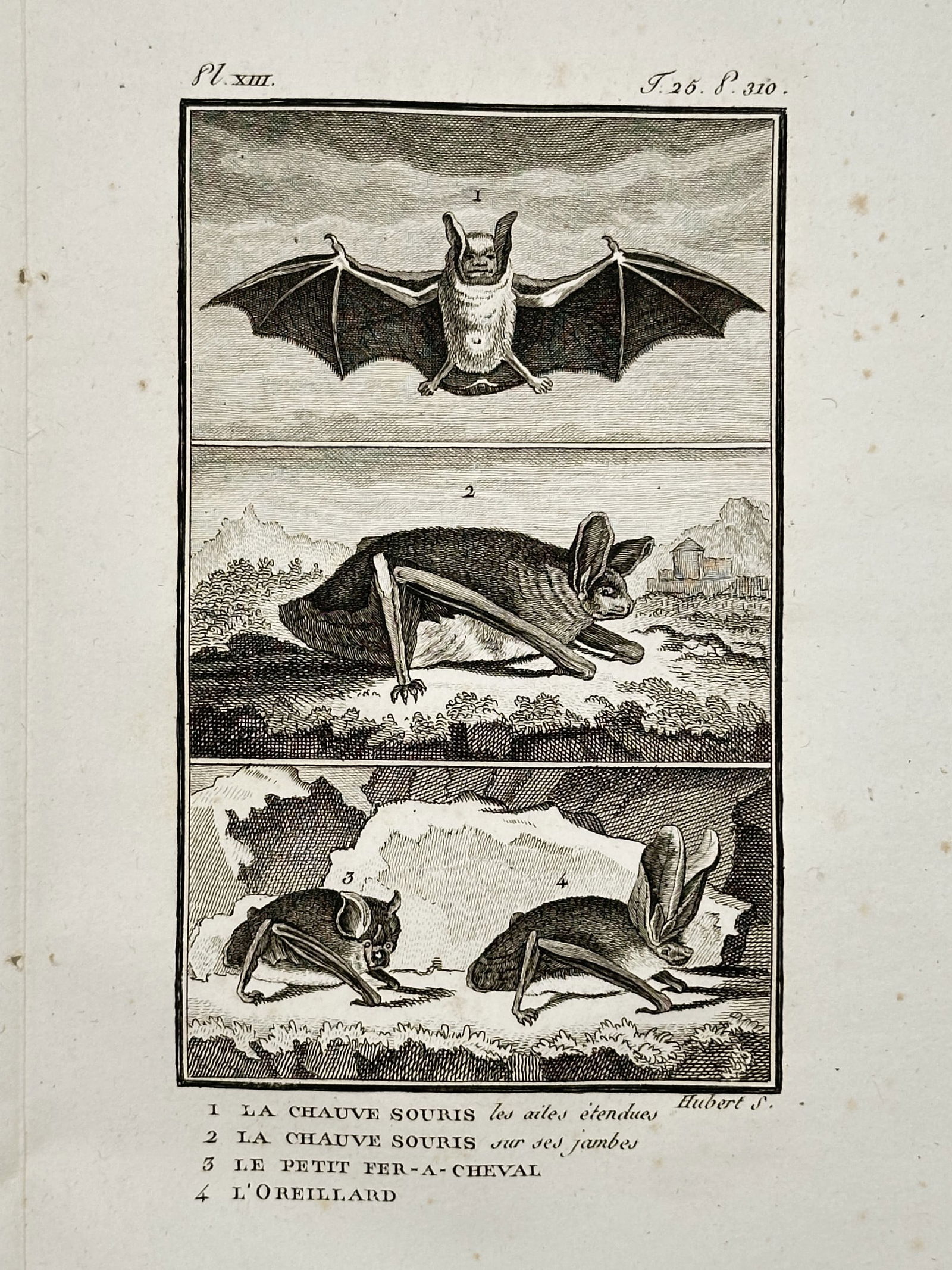 Georges-Louis Leclerc, Comte de Buffon (1707–1788) – Common Bat and Horseshoe Bats: "La Chauve Souris" illustrates four distinct specimens of bats native to Europe, presented in a vertically stacked scientific format. The top register depicts a common bat in flight with "les ailes é