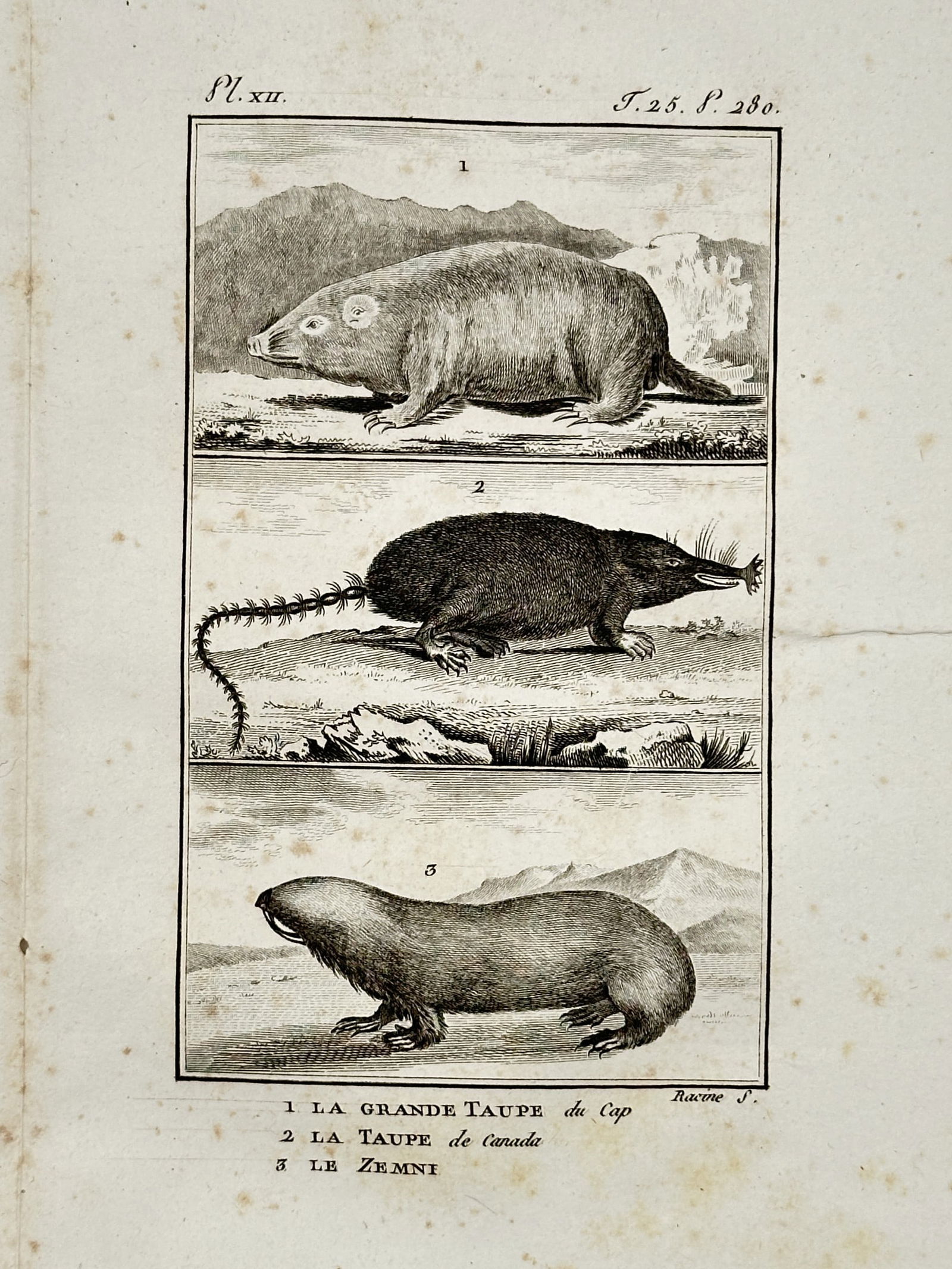 Georges-Louis Leclerc, Comte de Buffon (1707–1788) – The Large Cape Mole, Canada Mole, and Zenni (1 of 2)