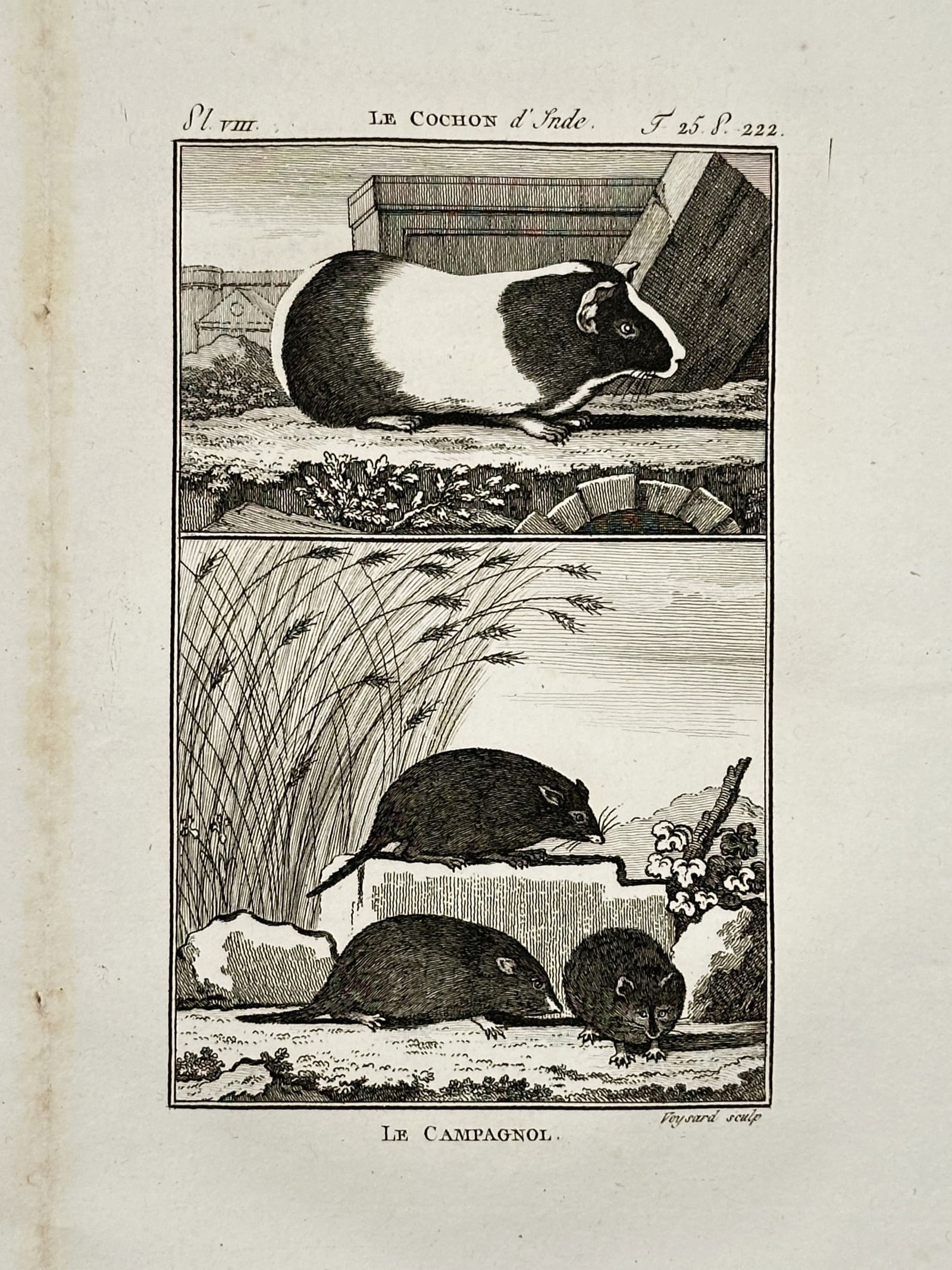 Georges-Louis Leclerc, Comte de Buffon (1707–1788) – The Guinea Pig and the Vole: "Le Cochon d'Inde" illustrates two species of small mammals in a vertically stacked composition. The upper panel depicts a Guinea pig in a terrestrial environment near stone structures, while the lowe