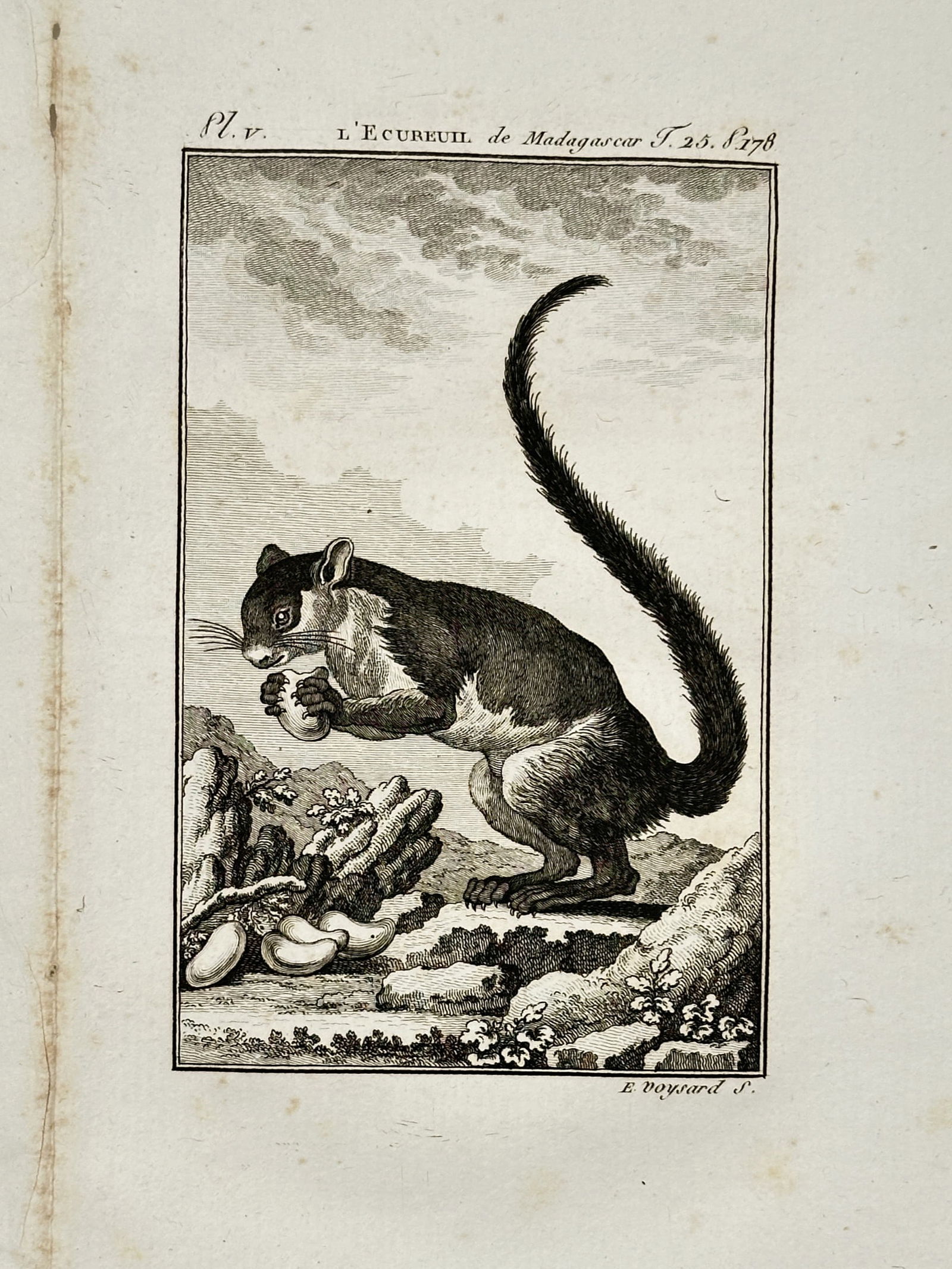Georges-Louis Leclerc, Comte de Buffon (1707–1788) – The Madagascar Squirrel – Copper: "L'Ecureuil de Madagascar" illustrates the physical characteristics of a lemur or squirrel species from Madagascar in a naturalistic mountain setting. The composition features a single specimen standi