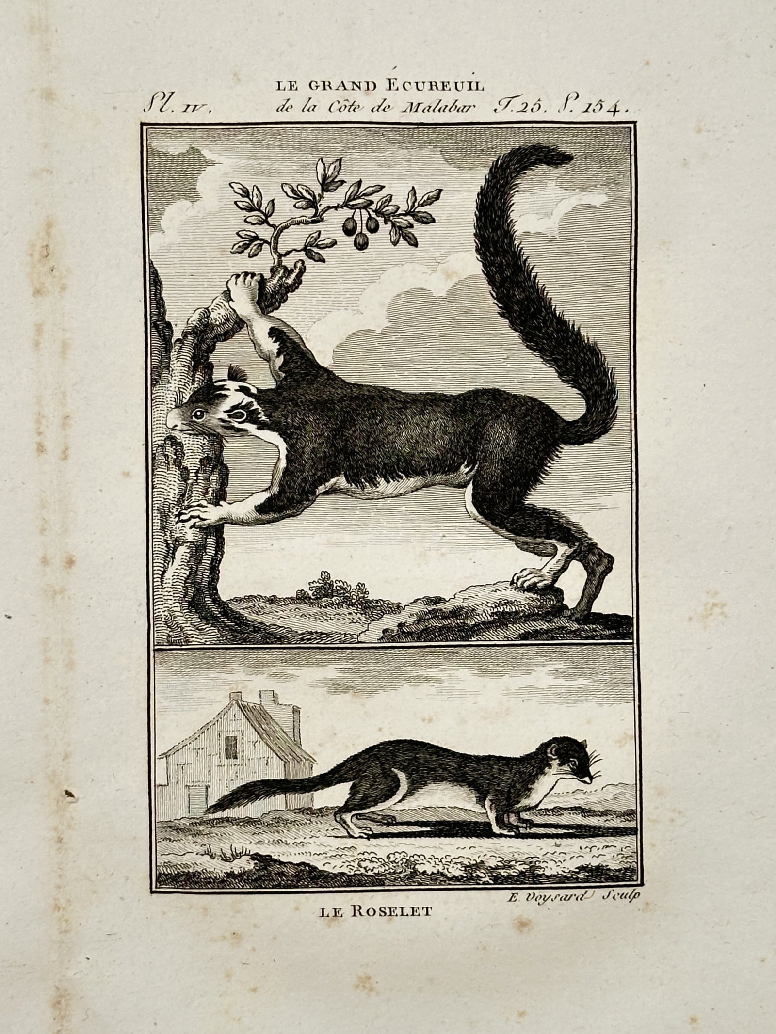 Georges-Louis Leclerc, Comte de Buffon (1707–1788) – The Large Malabar Squirrel and the Roselet (1 of 2)