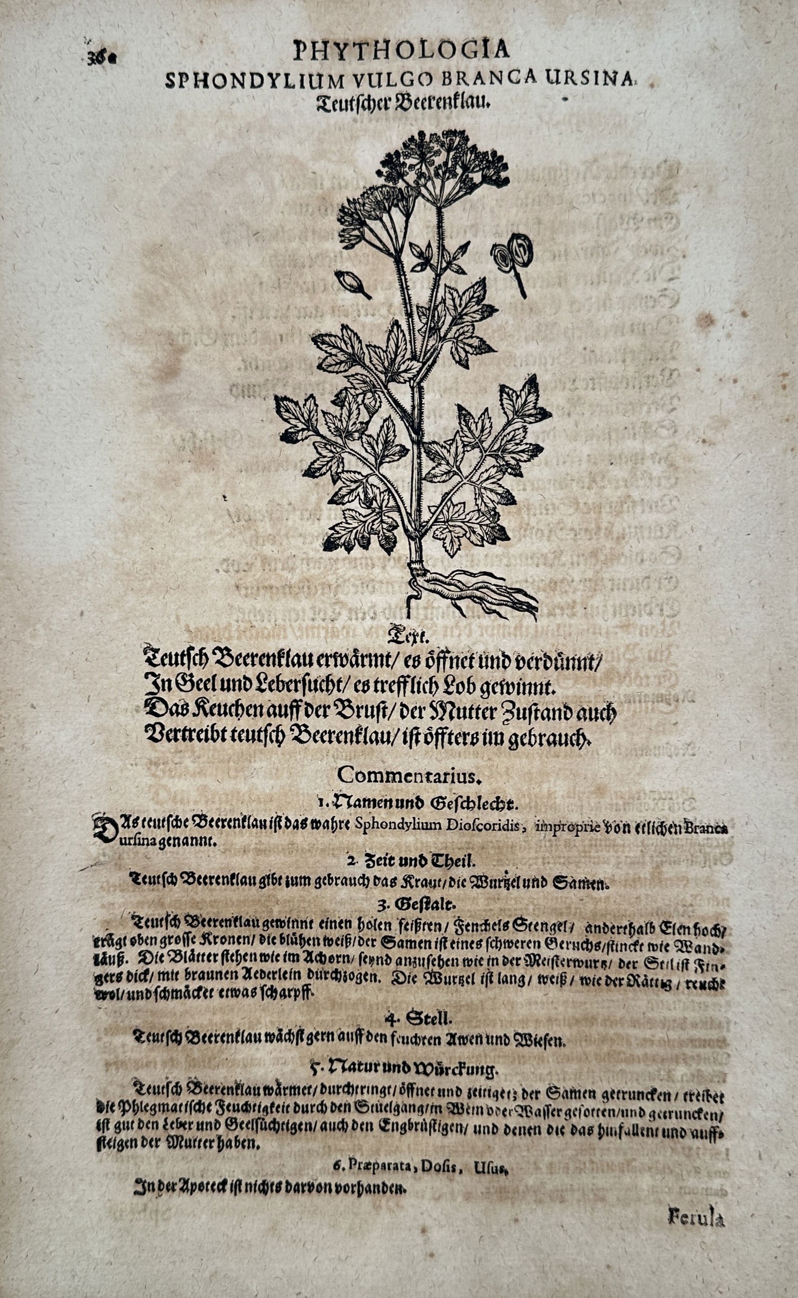 Pietro Andrea Mattioli (1501–1577) – Hogweed – Woodcut (1586): "Sphondylium Vulgo Branca Ursina" illustrates the botanical structure of the hogweed plant, identified in the German text as Teutscher Beerenklau. The work features a central woodcut showing the plant