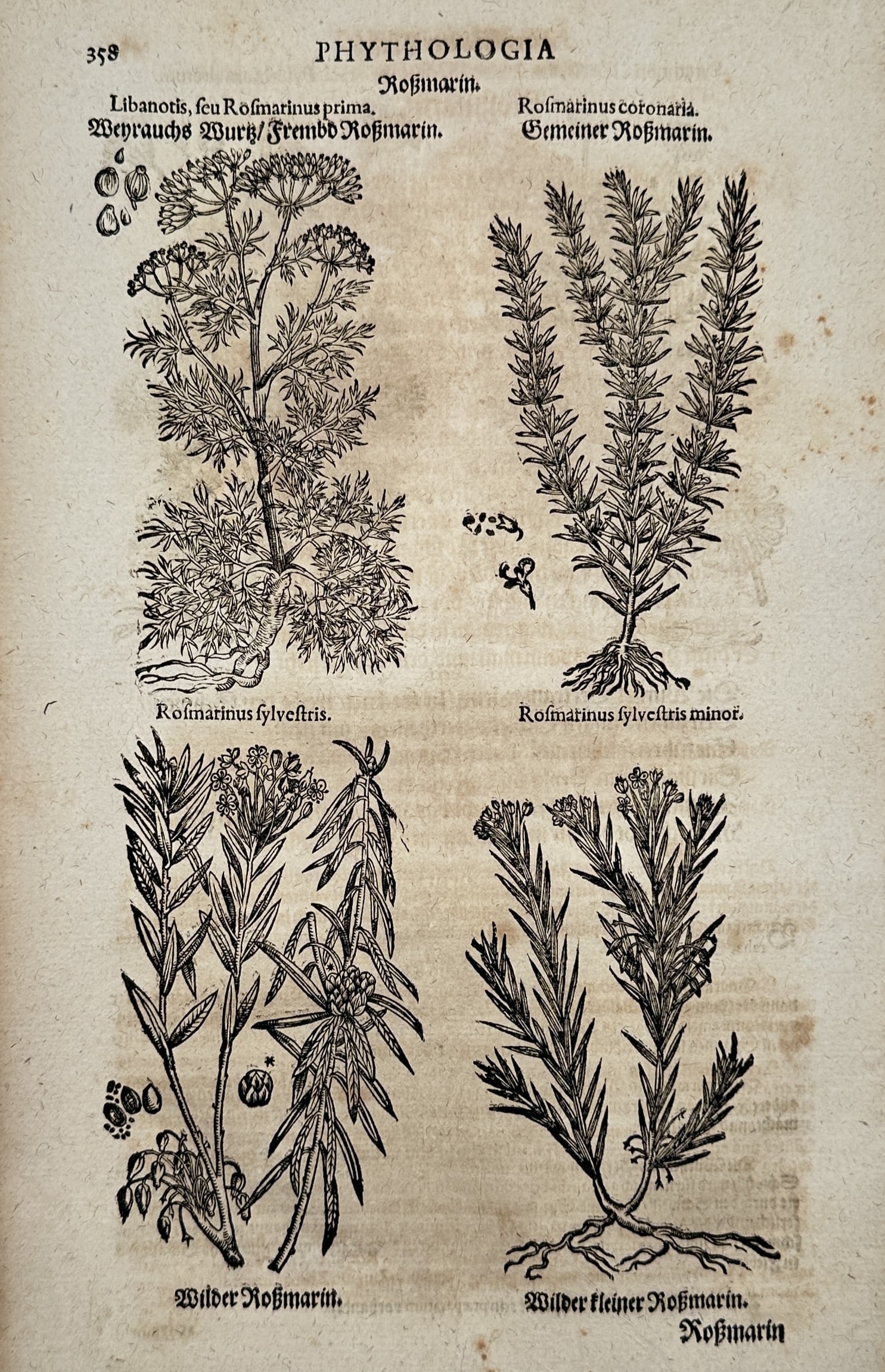 Pietro Andrea Mattioli (1501–1577) – Rosemary Species – Woodcut (1586): "Rosmarin" illustrates four distinct varieties of the rosemary plant in a quadrant arrangement. The woodcut features detailed botanical renderings of "Weyrauchs Wurtz / Frembd Rosmarin" (Libanotis), "