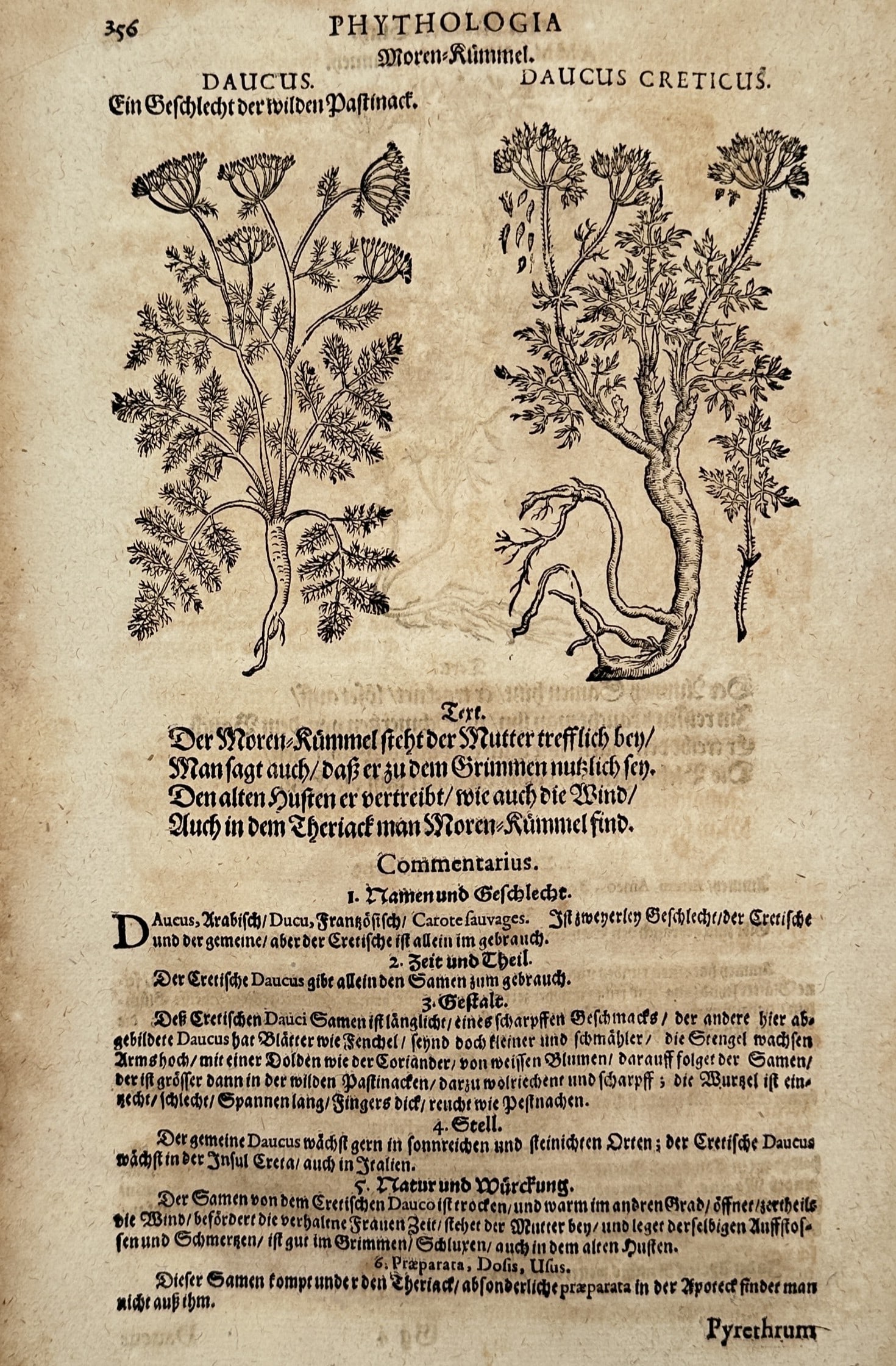 Pietro Andrea Mattioli (1501–1577) – Wild Carrot – Woodcut (1586): "Daucus / Moren-Kümmel" illustrates two varieties of wild carrot, noted as being a relative of the wild parsnip. The woodcut features "Daucus," a plant with a thick taproot and feathery foliage, alon