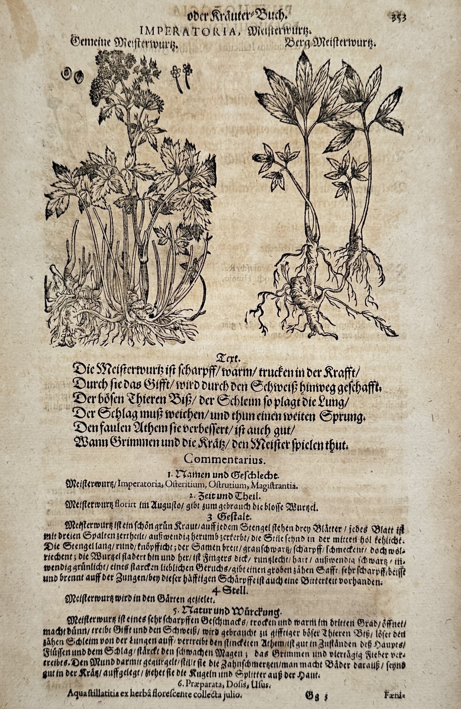 Pietro Andrea Mattioli (1501–1577) – Masterwort – Woodcut (1586): "Imperatoria / Meisterwurtz" illustrates two varieties of the masterwort plant, categorized as common and mountain species. The woodcut features "Gemeine Meisterwurtz" on the left and "Berg Meisterwur