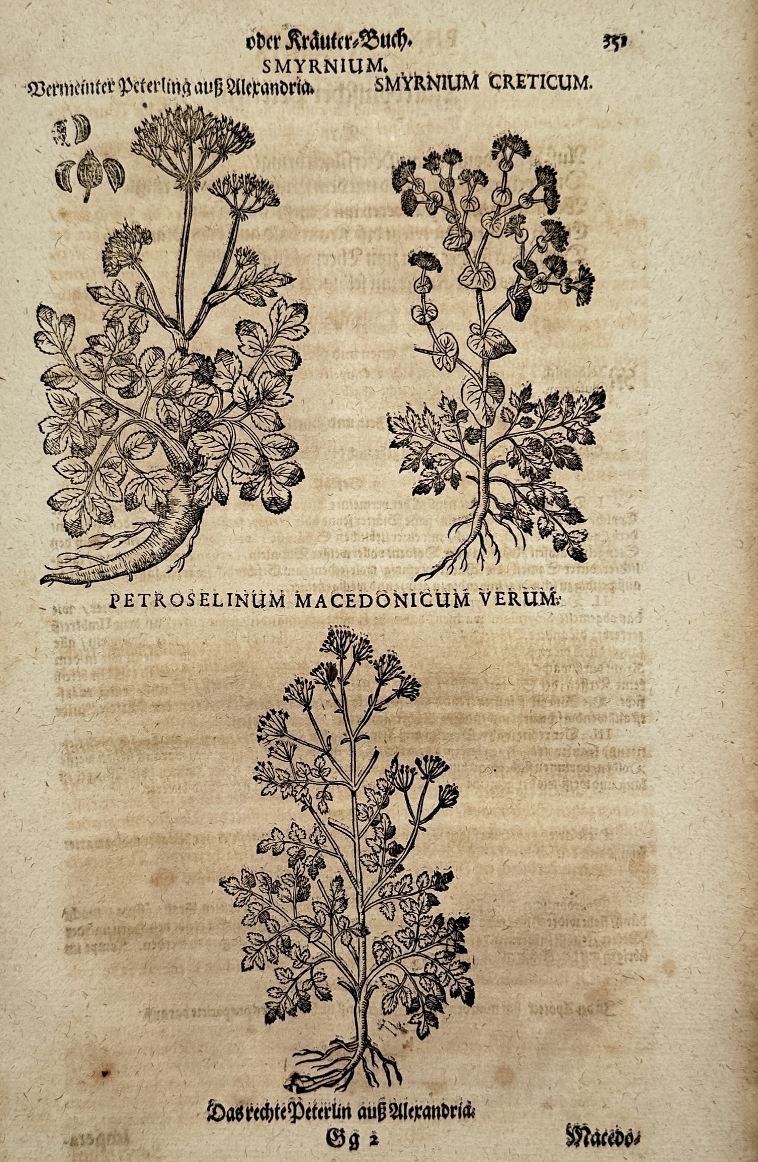Pietro Andrea Mattioli (1501–1577) – Alexanders and Macedonian Parsley – Woodcut (1586): "Smyrnium / Smyrnium Creticum" illustrates three distinct varieties of aromatic herbs in a botanical arrangement. The woodcut features "Smyrnium" and "Smyrnium Creticum" in the upper register, charact