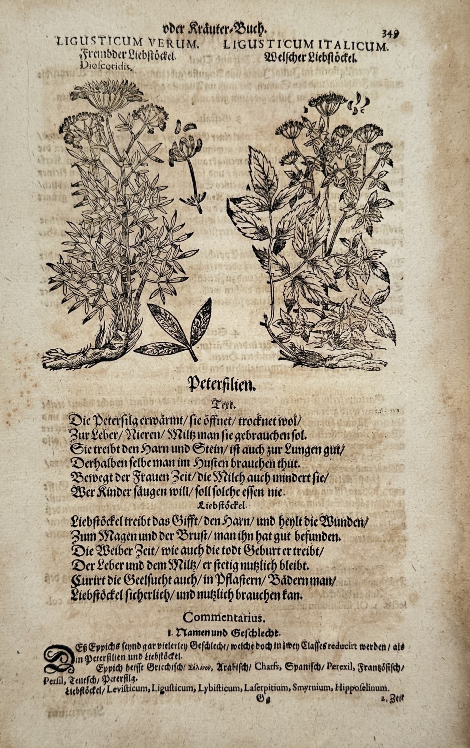 Pietro Andrea Mattioli (1501–1577) – Lovage Varieties – Woodcut (1586): "Ligusticum Verum / Ligusticum Italicum" illustrates two varieties of lovage, identified in the German text as Fremdder Liebstockel and Welscher Liebstockel. The work features a central woodcut showin