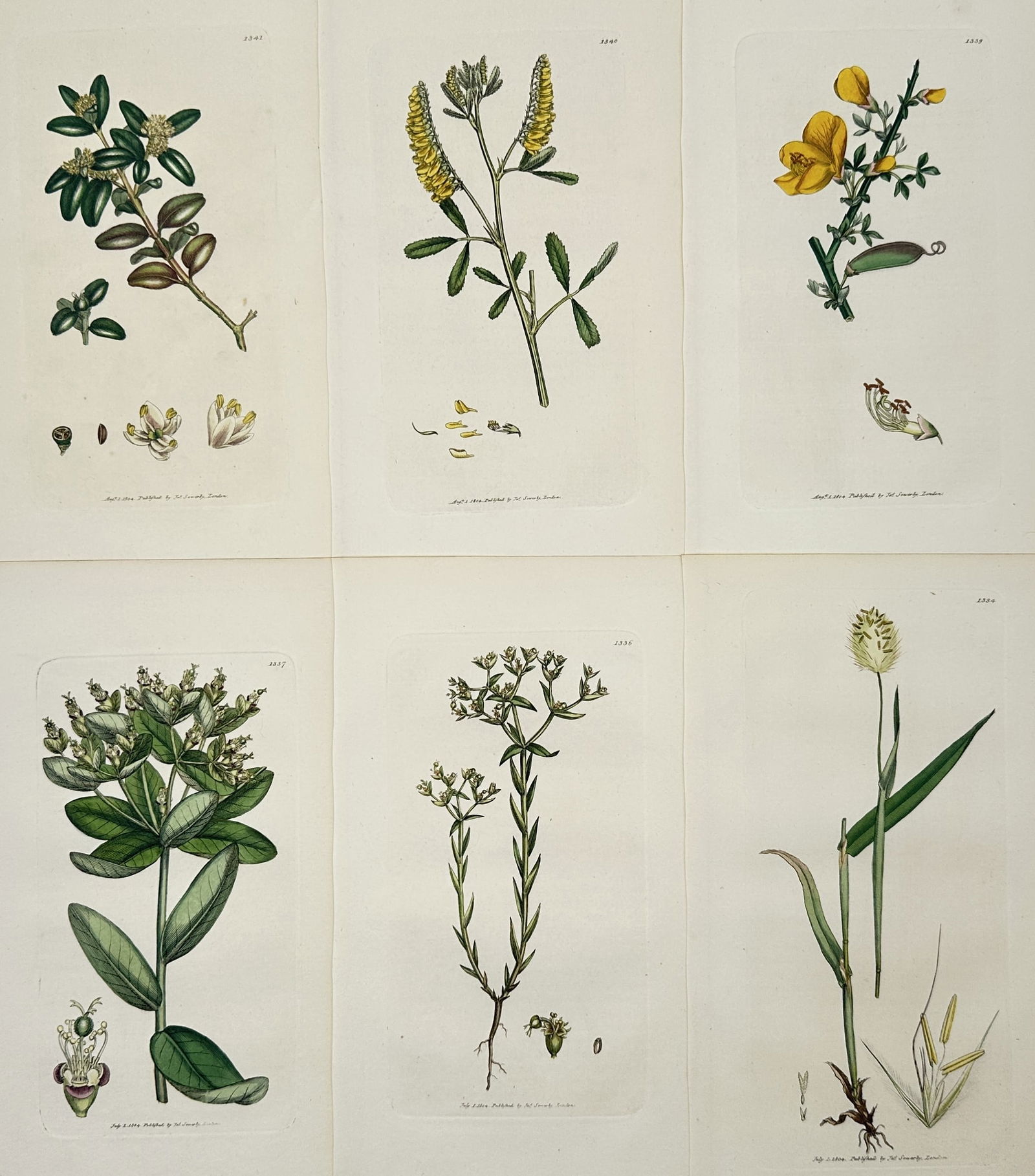 James Sowerby (1757–1822) – Set of 6: Flowering Plants – Hand-coloured engraving: "Botanical Studies" illustrates six individual plates featuring various species of flowering plants, including gorse, clover, and spurge. Each plate displays the specimen with scientific precision, ca