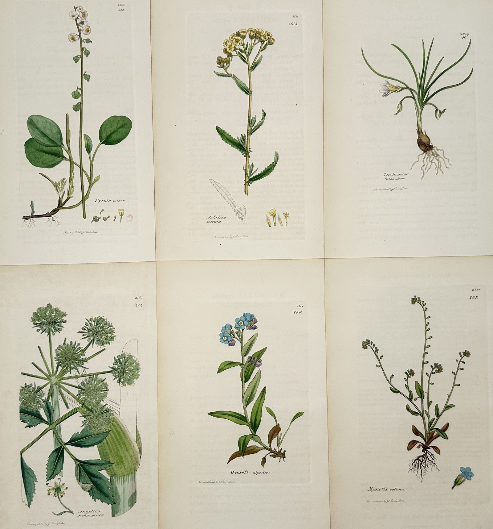 James Sowerby – Set of 6: Flowering Field and Meadow Plants – Hand-coloured engraving: "Botanical Studies" illustrates six individual plates featuring various species of flowering plants, including forget-me-nots, angelica, and wintergreen. Each plate displays the specimen with scientif