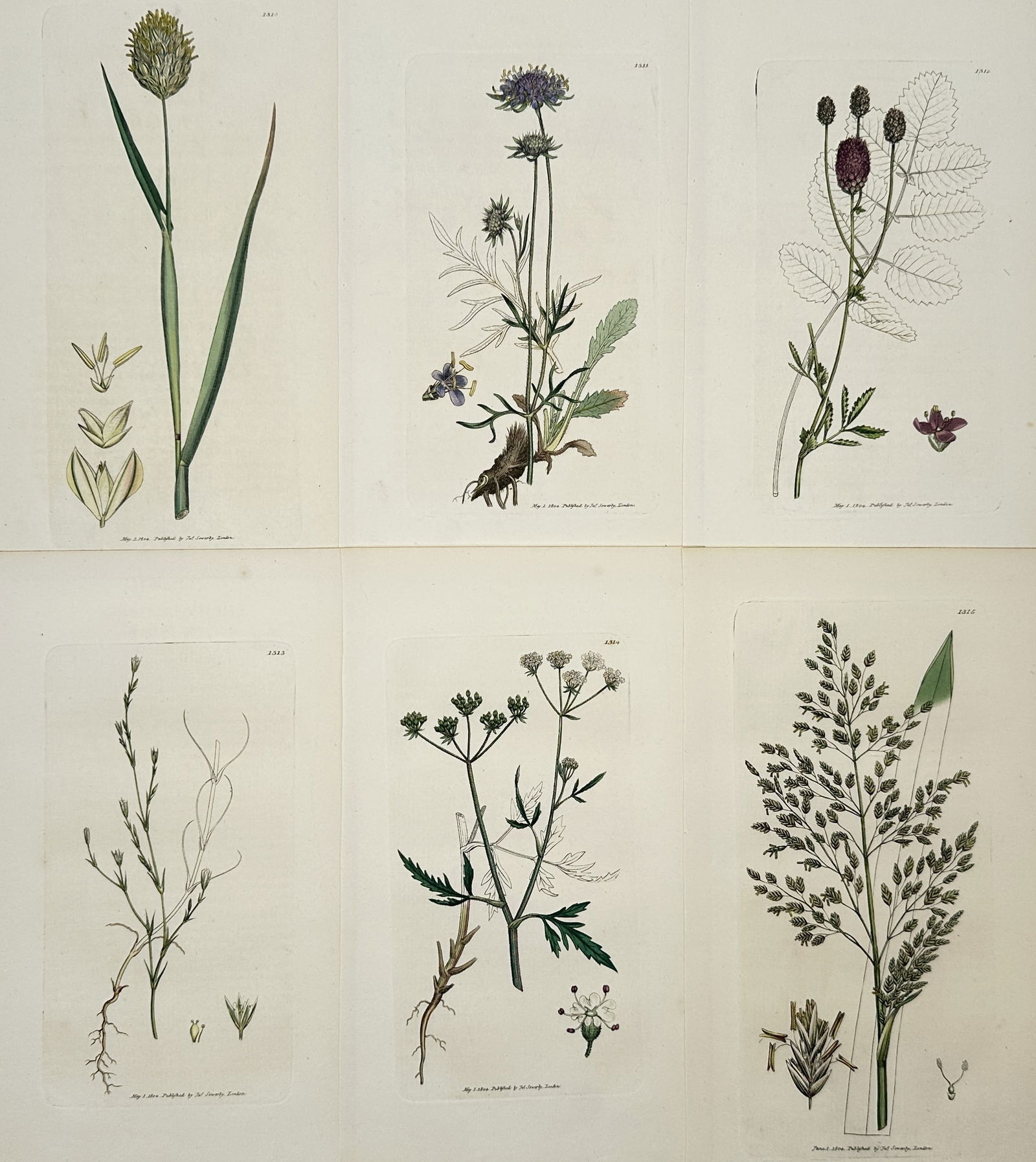 James Sowerby (1757–1822) – Set of 6: Flowering Grasses and Herbs: "Botanical Studies" illustrates six individual plates featuring various species of flowering plants, including wild chives, field scabious, and Burnet-saxifrage. Each plate displays the specimen with