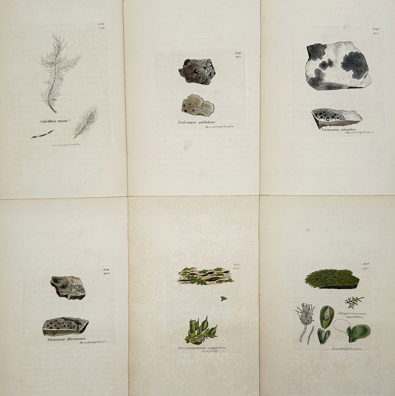 James Sowerby (1757–1822) – Set of 6: Lichens and Mosses: "Botanical Studies" illustrates six individual plates featuring various species of lower plants, including Lichen and Jungermannia. Each plate displays the specimen with scientific precision, document
