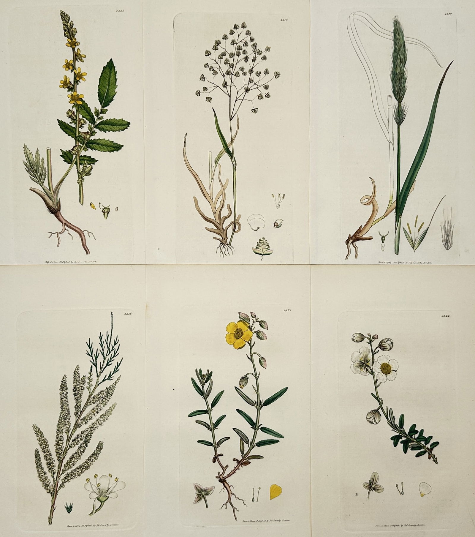 James Sowerby – Set of 6: Flowering Meadow and Field Plants – Hand-coloured engraving (1 of 2)