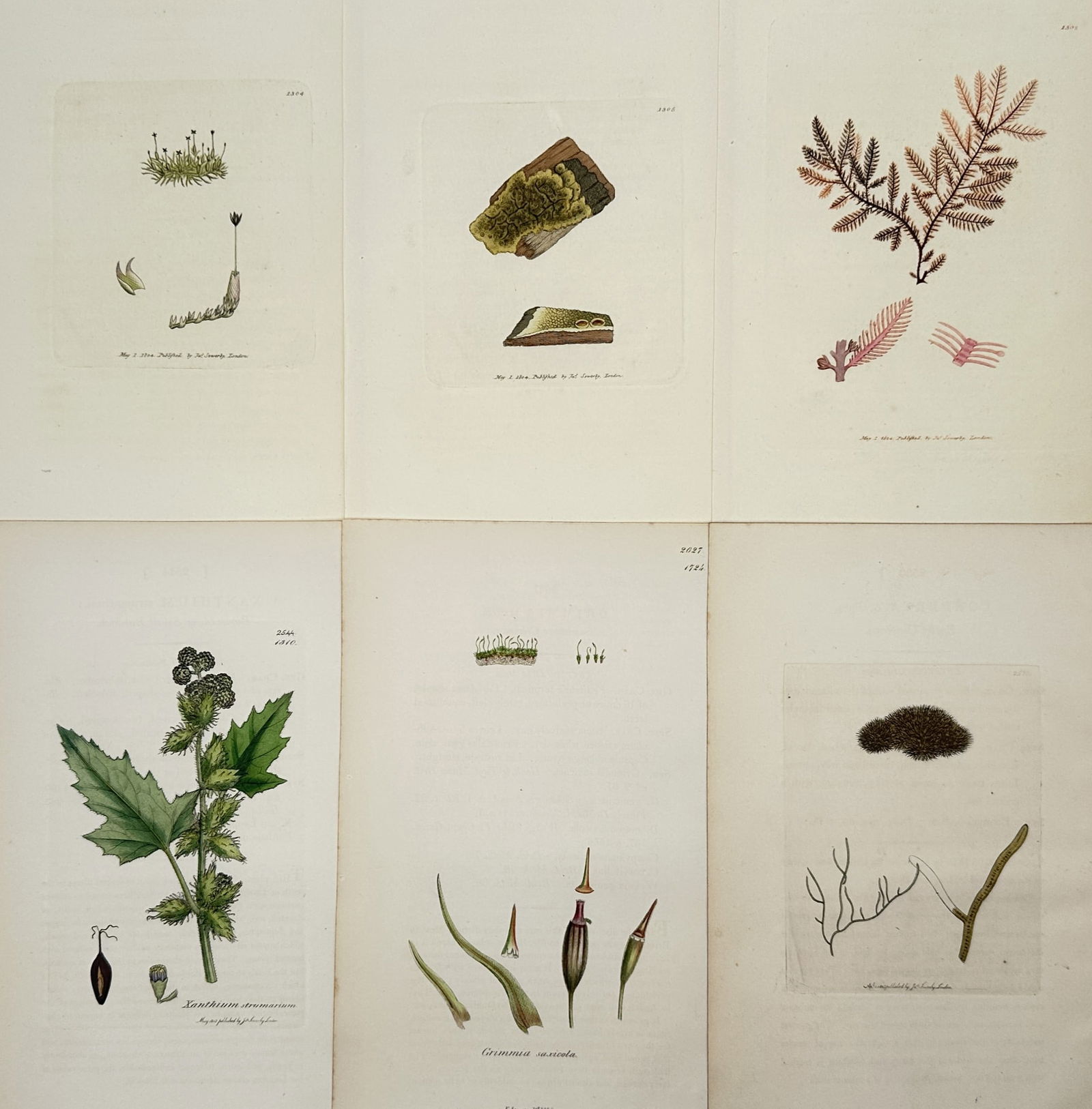 James Sowerby (1757–1822) – Set of 6: Native Flora and Mosses: "Botanical Studies" illustrates six individual plates featuring various plant species including flowering herbs and mosses. Each plate displays the specimen with scientific precision, documenting the