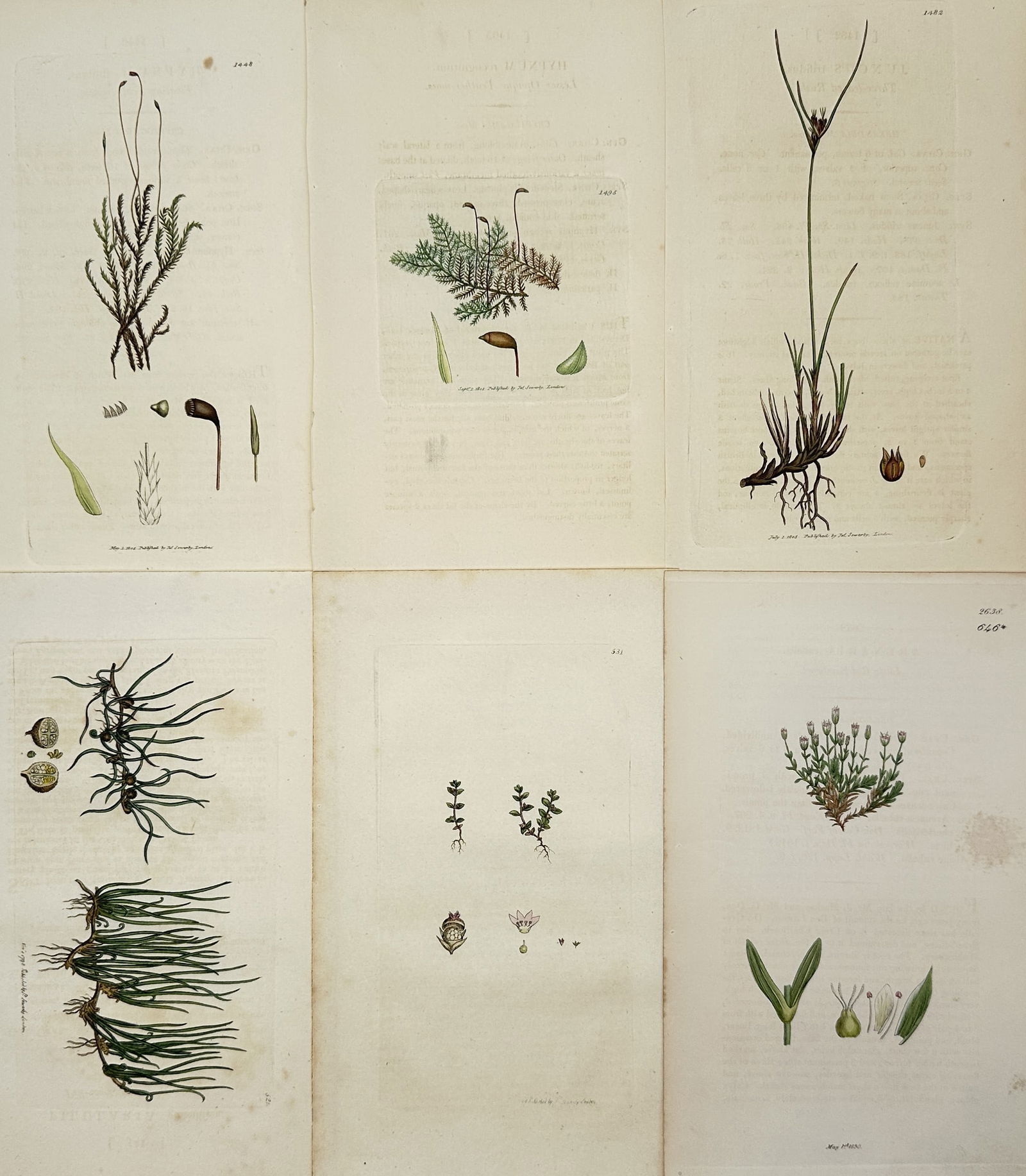 James Sowerby – Set of 6: Native Grasses and Flowering Herbs – Hand-coloured engraving: "Botanical Studies" illustrates six individual plates featuring various plant species including flowering herbs and meadow grasses. Each plate displays the specimen with scientific precision, document