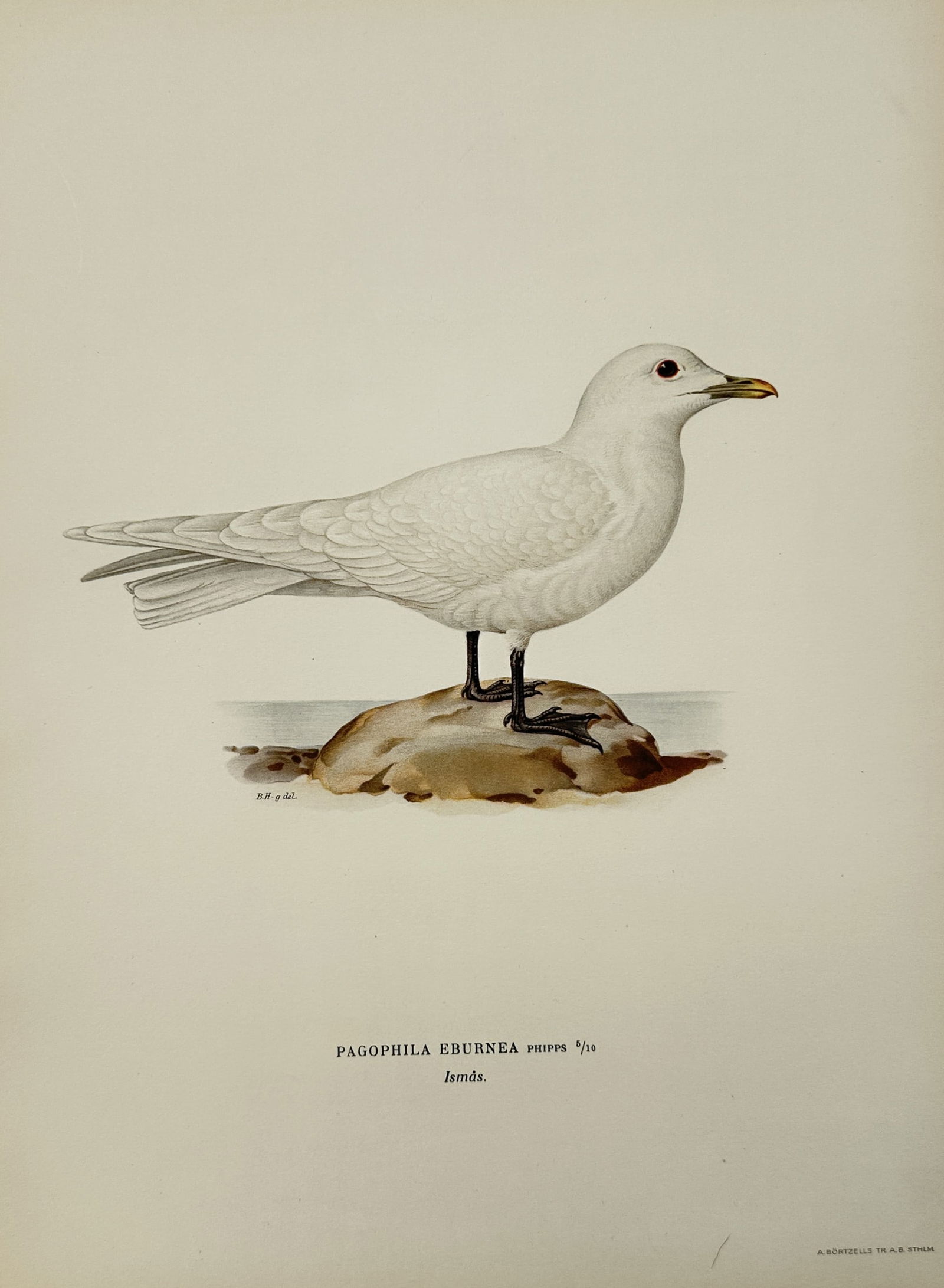 Wilhelm von Wright (1810-1887) – Ivory Gull – Hand-coloured lithograph (1927): "Pagophila eburnea" depicts an ivory gull perched upon a rock. This plate is from the third edition of Svenska Fåglar, published by Förlaget Svenska Fåglar in Stockholm. Wilhelm von Wright was a Sw