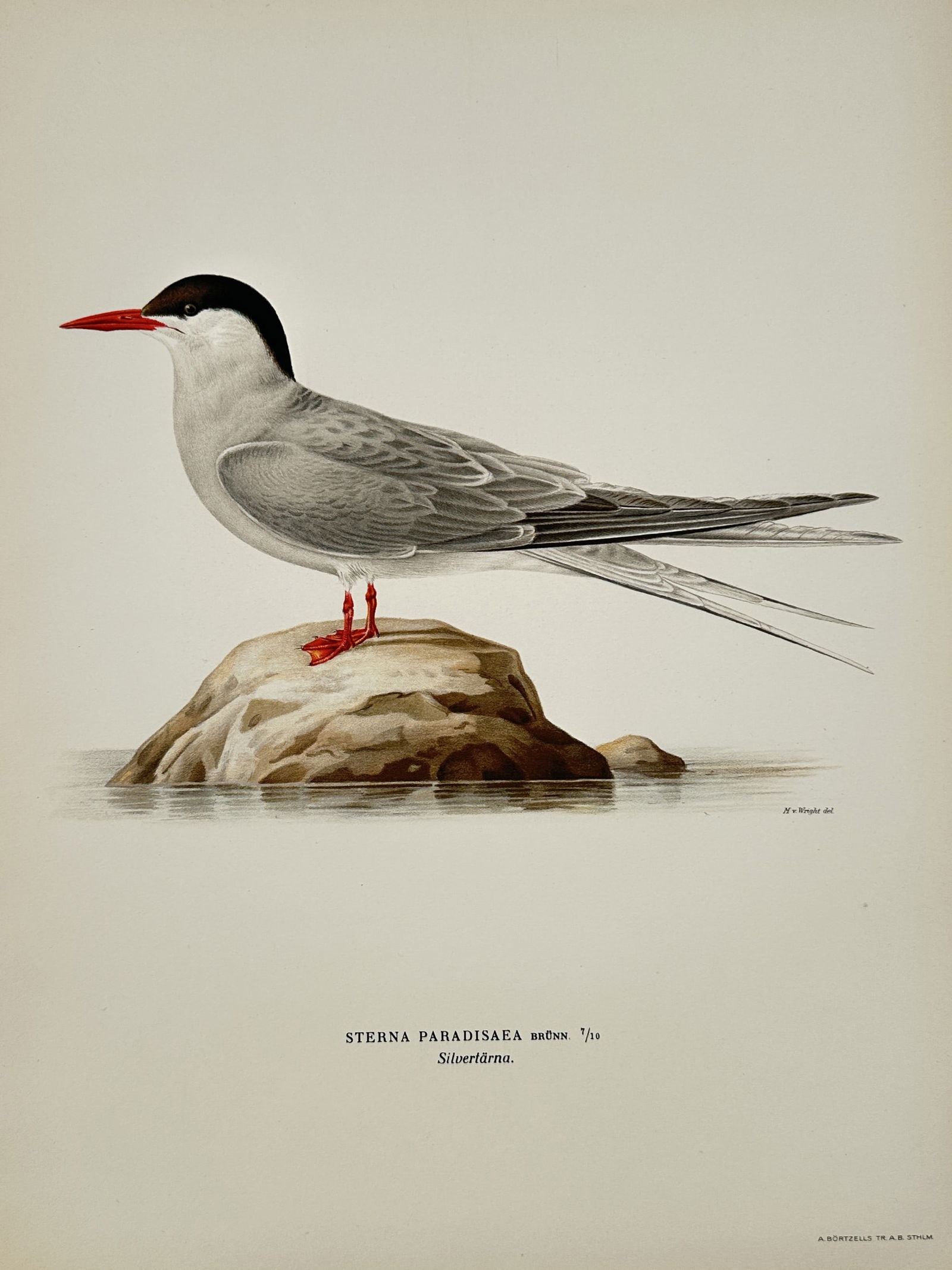Wilhelm von Wright (1810-1887) – Ornithological Studie – Lithograph (1927): "Pagophila eburnea" and "Sterna paradisaea" depict an ivory gull and an arctic tern perched on rocks. This plate originate from the third edition of Svenska Fåglar, published by Förlaget Svenska Få
