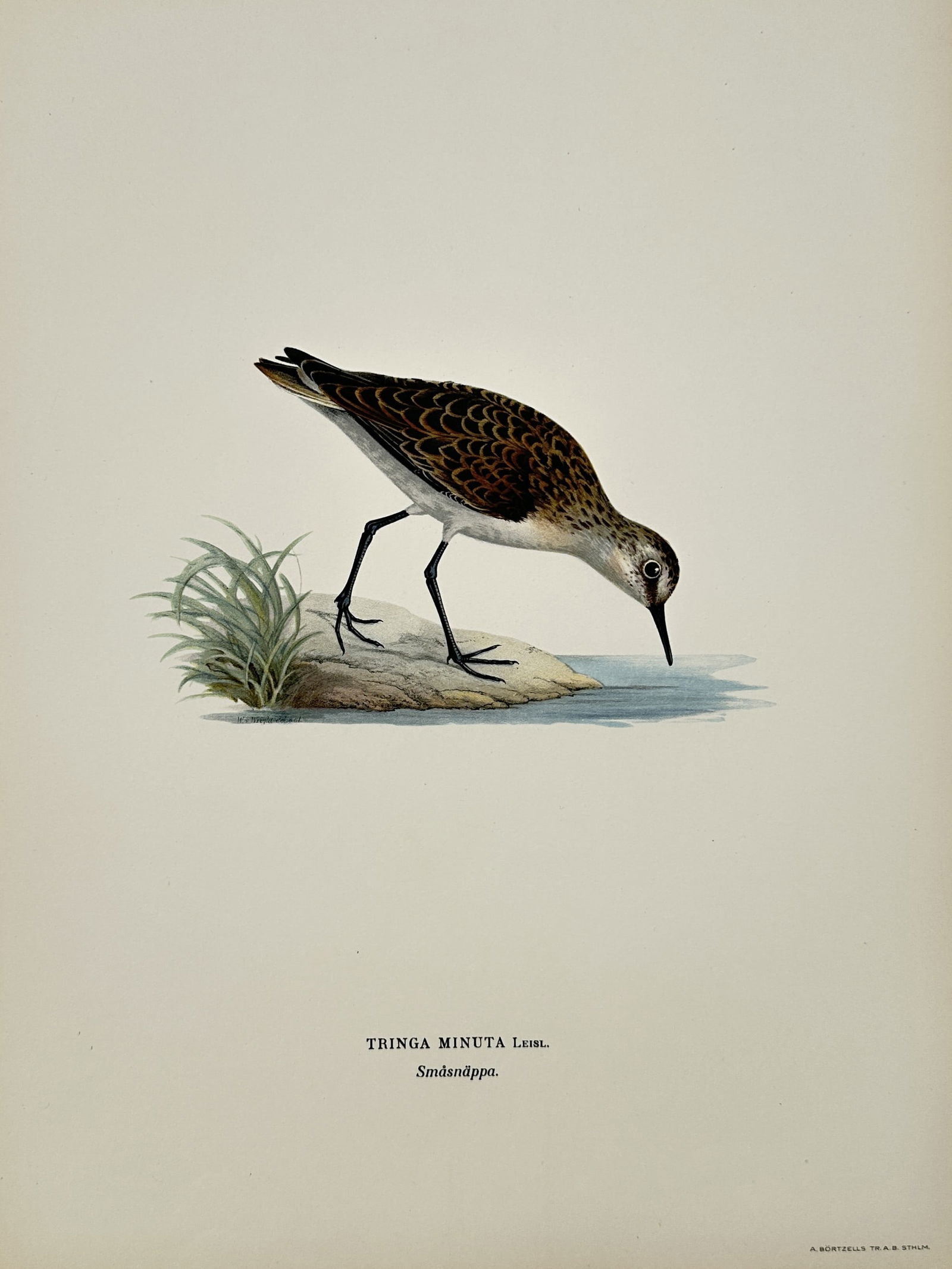 Wilhelm von Wright (1810-1887) – Little Stint – Lithograph (1927): "Tringa minuta" depicts a little stint leaning toward the water's edge on a small patch of land with grass. This plate is from the third edition of Svenska Fåglar, published by Förlaget Svenska Fåg