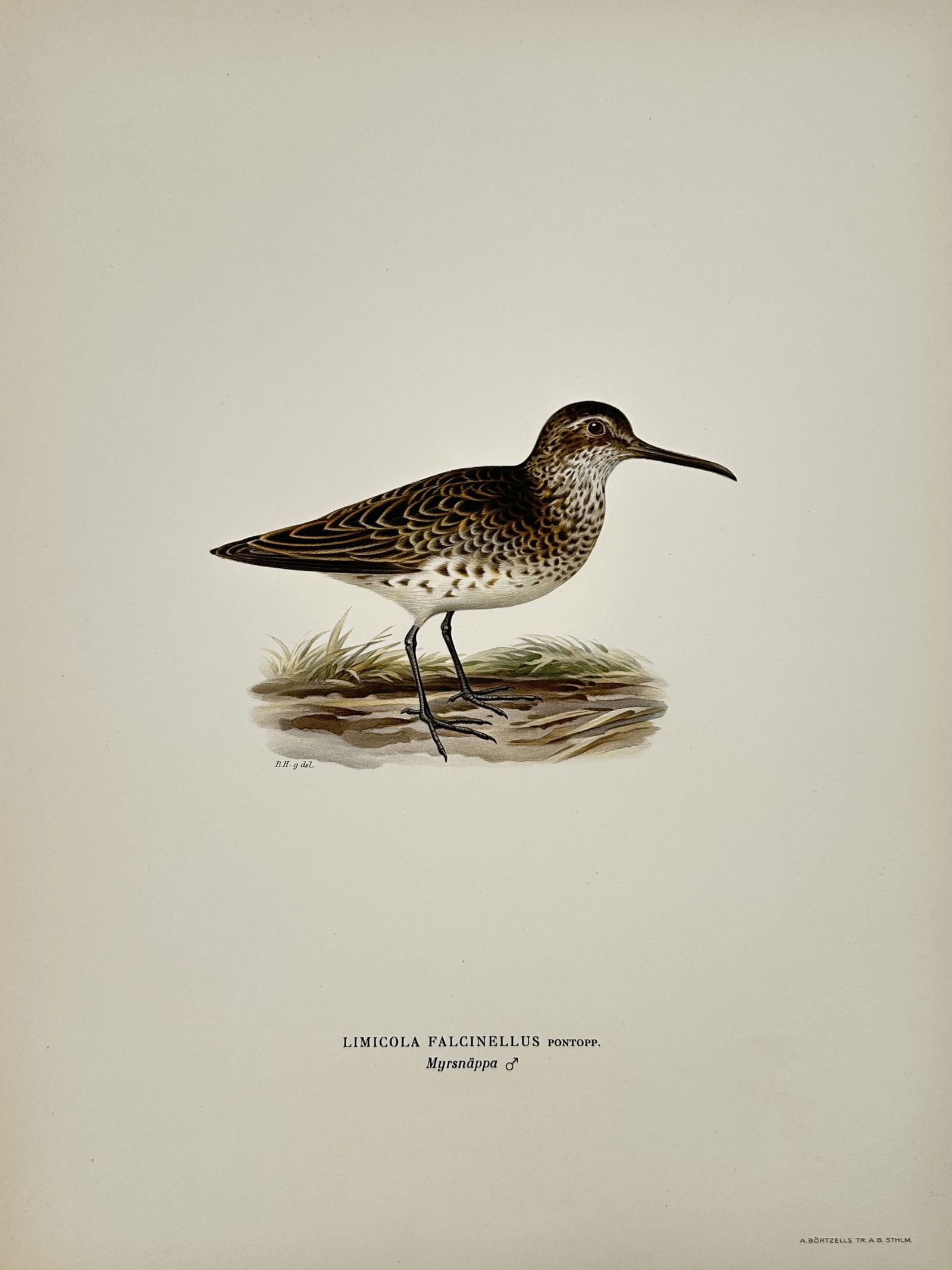 Wilhelm von Wright (1810-1887) – Broad-billed Sandpiper – Lithograph (1927) (1 of 2)