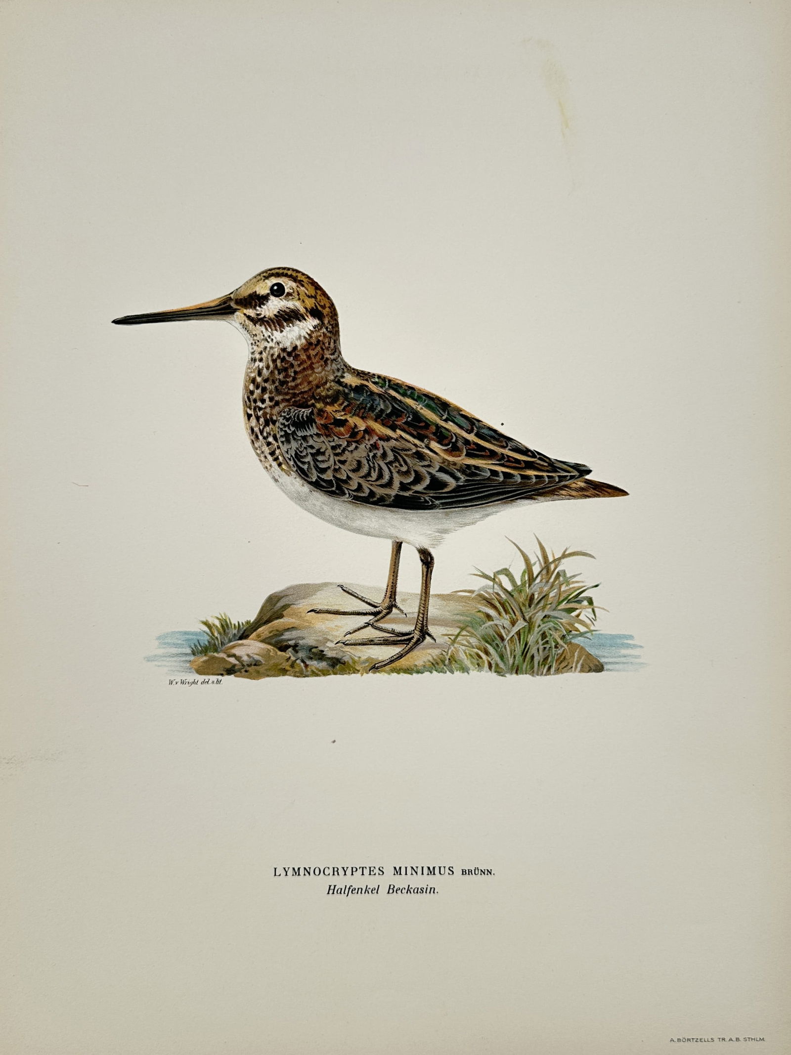 Wilhelm von Wright (1810-1887) – Jack Snipe – Lithograph (1927): "Lymnocryptes minimus" depicts a jack snipe standing on a small rocky outcrop with sparse grass near water. This plate is from the third edition of Svenska Fåglar, published by Förlaget Svenska Fåg