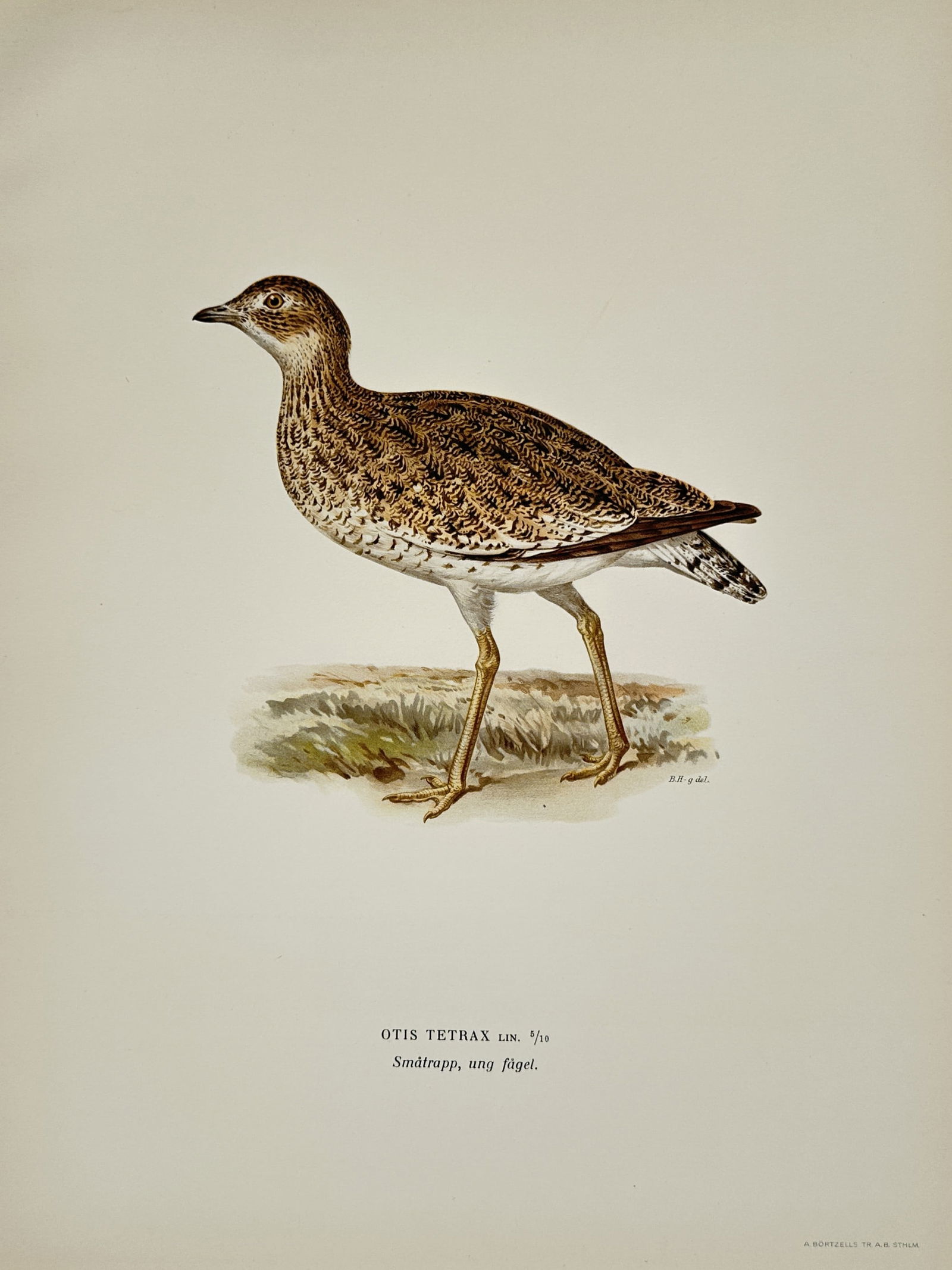 Wilhelm von Wright (1810-1887) – Little Bustard – Lithograph (1927) (1 of 2)