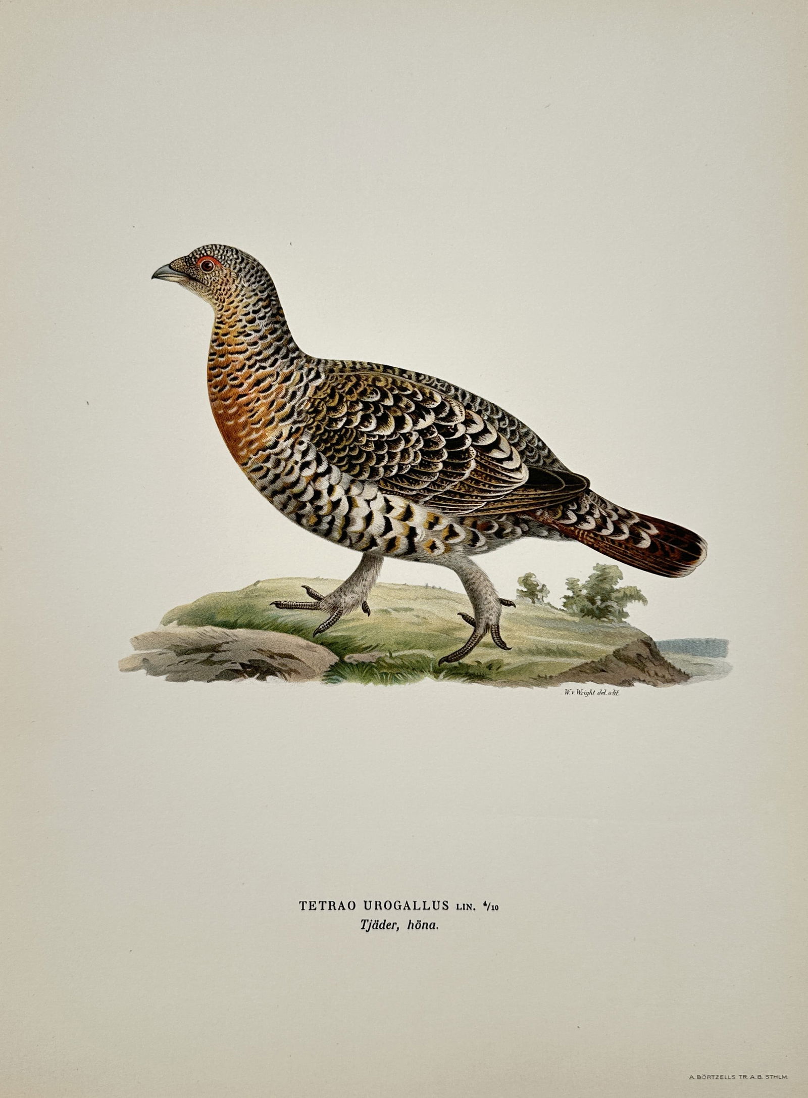 Wilhelm von Wright (1810-1887) – Western Capercaillie – Lithograph (1927): "Tetrao urogallus" depicts a female western capercaillie walking across a grassy, elevated mound. This plate is from the third edition of Svenska Fåglar, published by Förlaget Svenska Fåglar in Sto