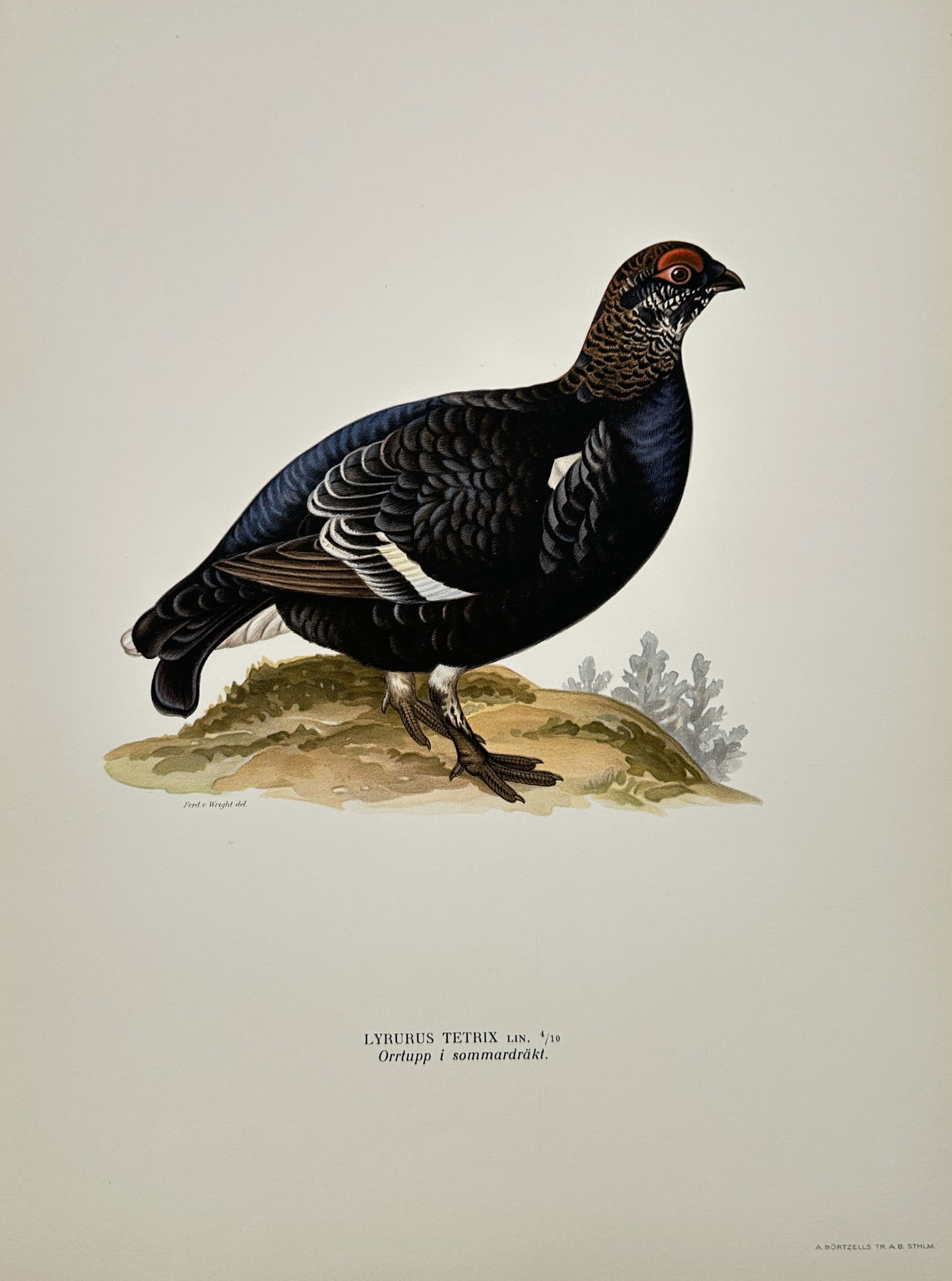 Wilhelm von Wright (1810-1887) – Black Grouse – Lithograph (1927) (1 of 2)