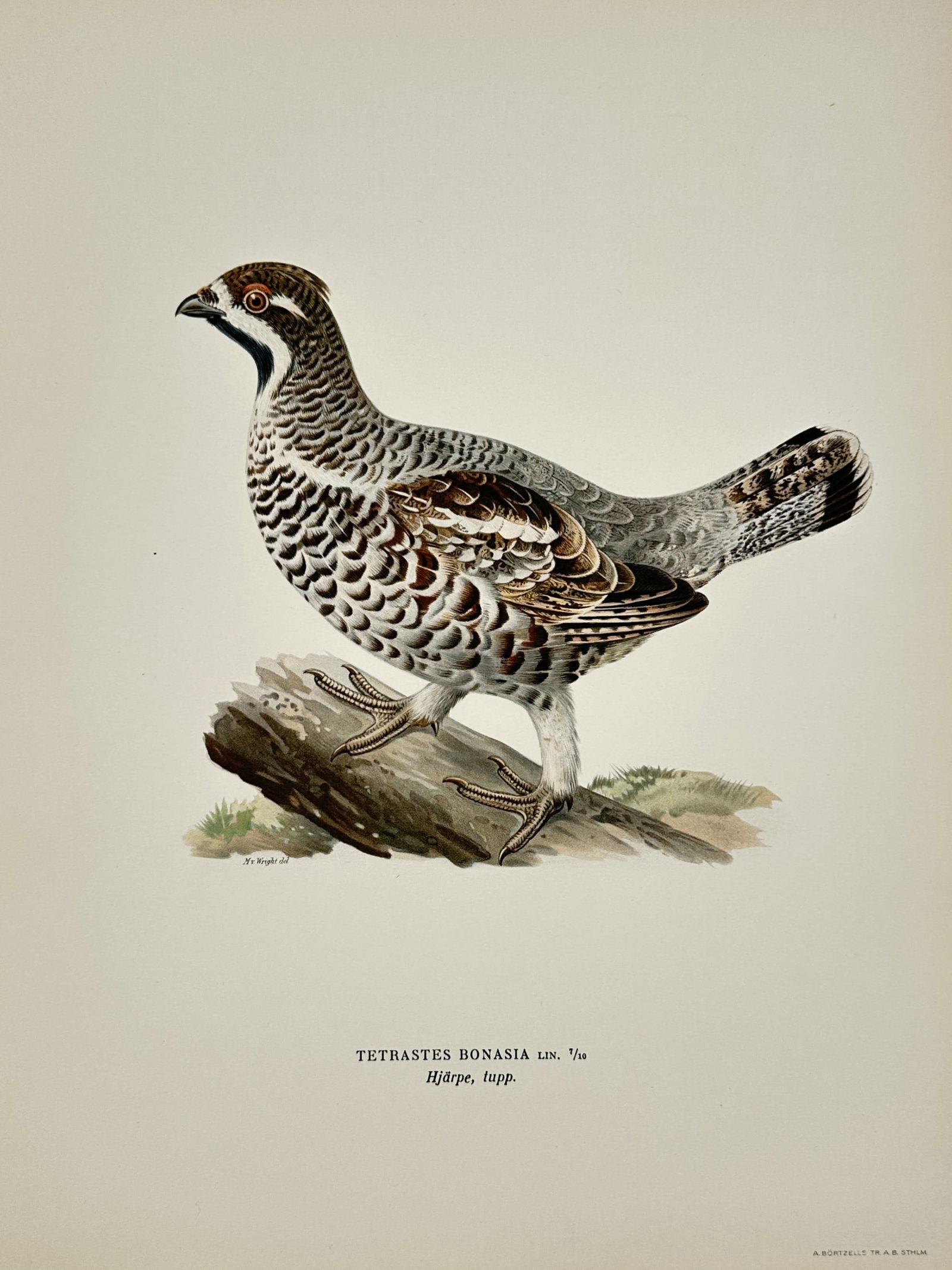 Wilhelm von Wright (1810-1887) – Hazel Grouse – Lithograph (1927) (1 of 2)
