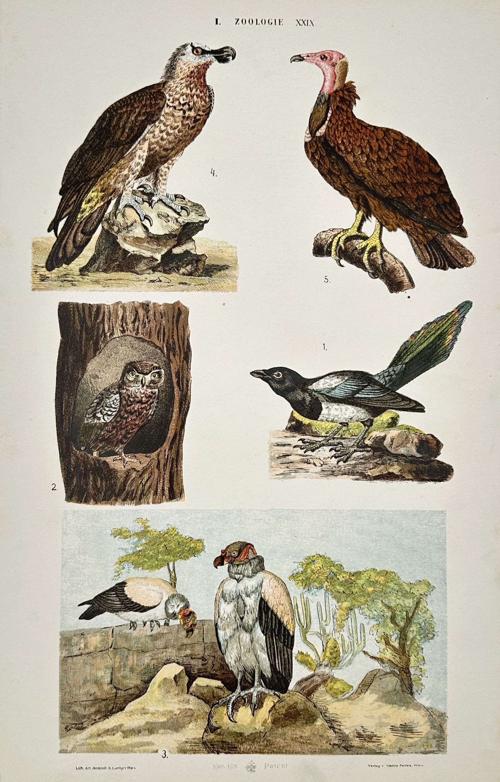 Gustav von Hayek (1836-1911) – Zoological Studies of Birds of Prey – Lithograph (1885) (1 of 2)
