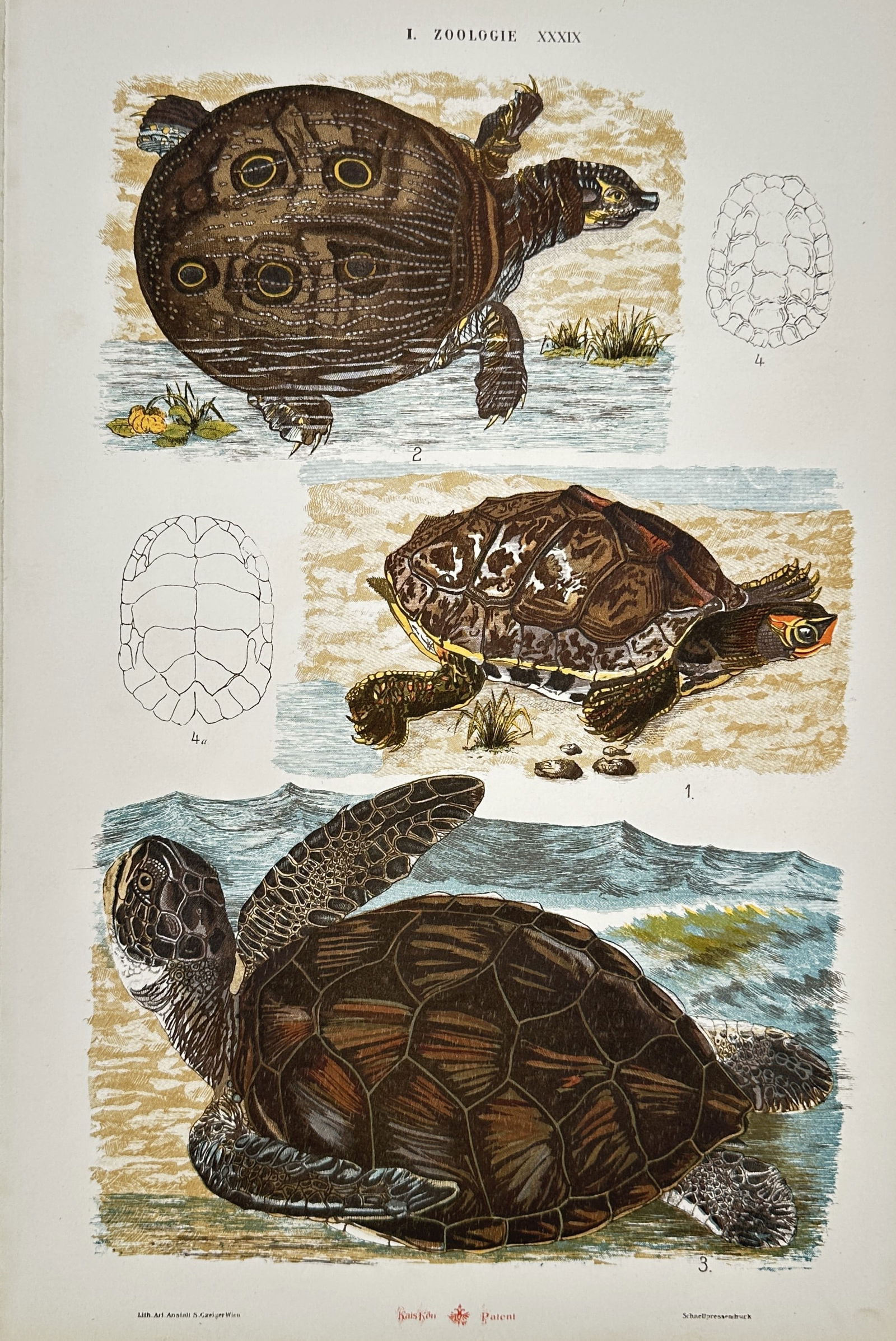 Gustav von Hayek (1836-1911) – Zoological Studies of Turtles – Lithograph (1885) (1 of 2)