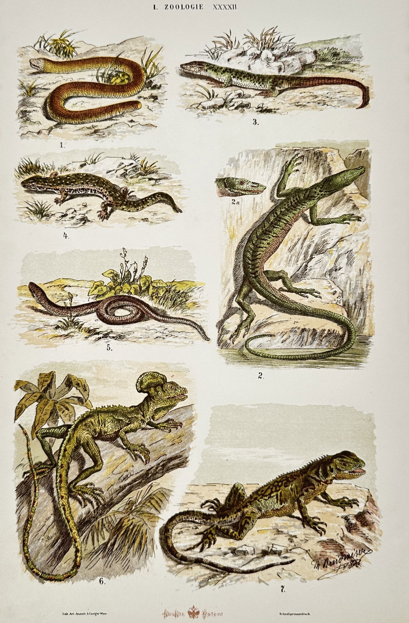 Gustav von Hayek (1836-1911) – Zoological Studies of Reptiles and Lizards – Lithograph (1885) (1 of 2)