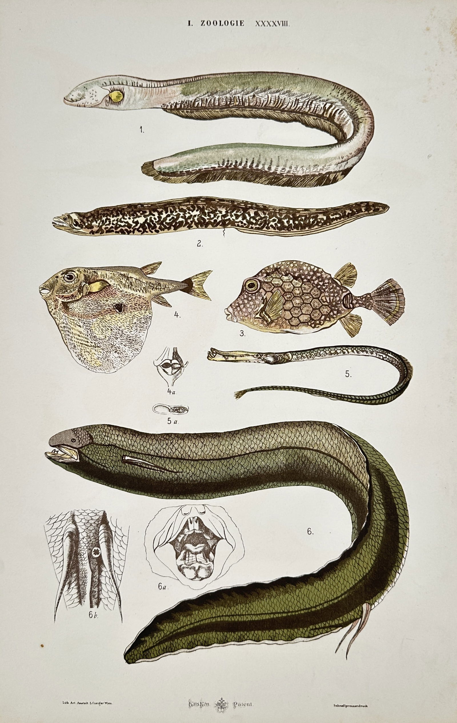 Gustav von Hayek (1836-1911) – Zoological Studies of Eels and Marine Fish – Lithograph (1885) (1 of 2)