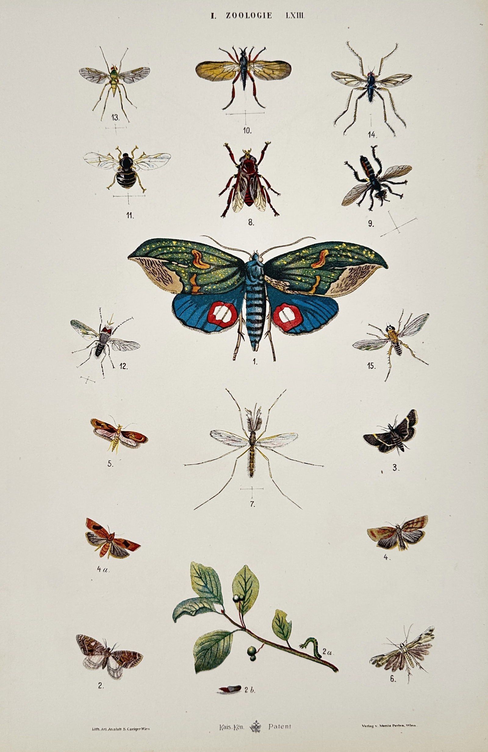 Gustav von Hayek (1836-1911) – Zoological Studies of Insects and Moths – Lithograph (1885) (1 of 2)