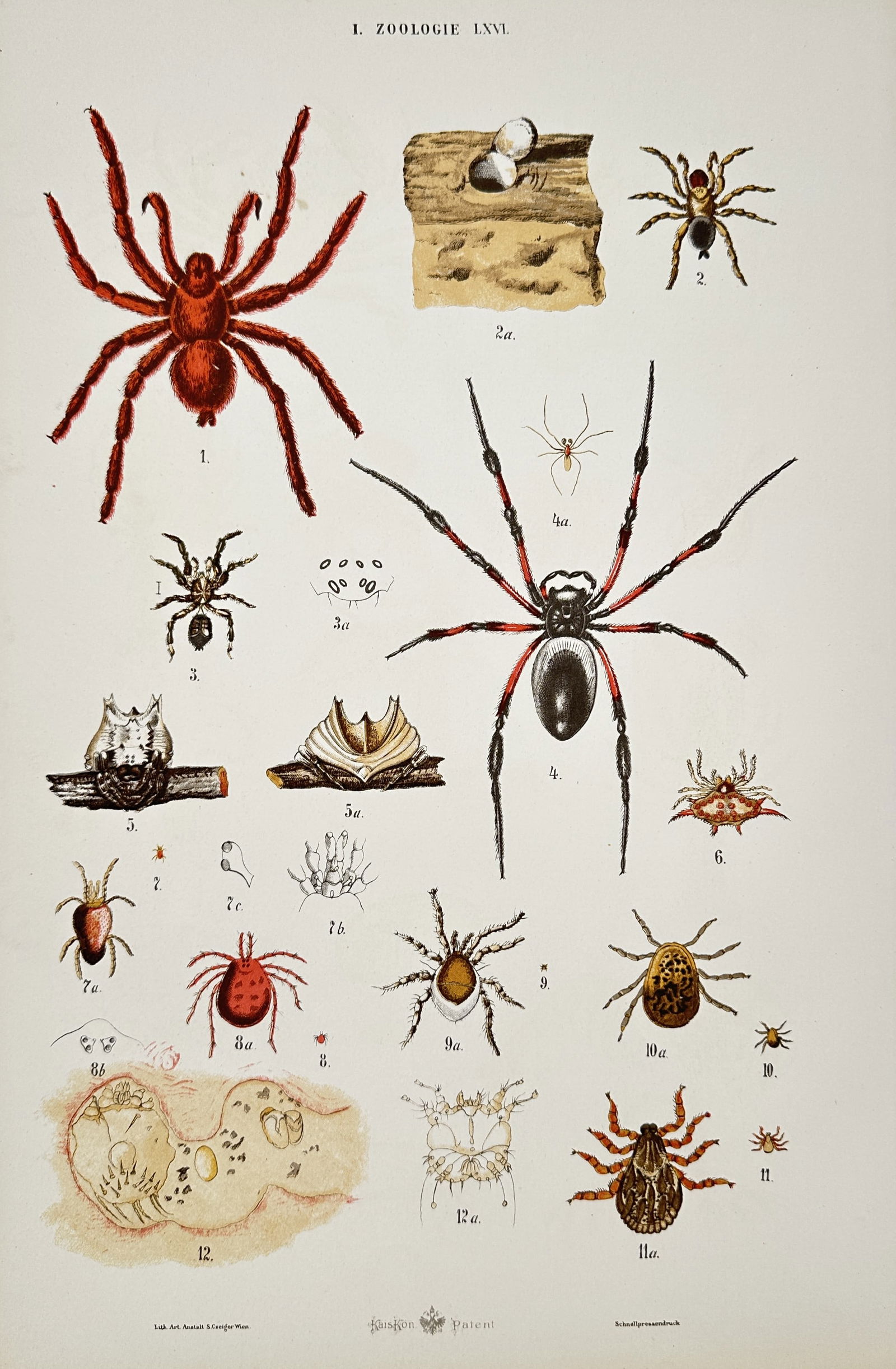 Gustav von Hayek (1836-1911) – Zoological Studies of Spiders and Ticks – Lithograph (1885) (1 of 2)