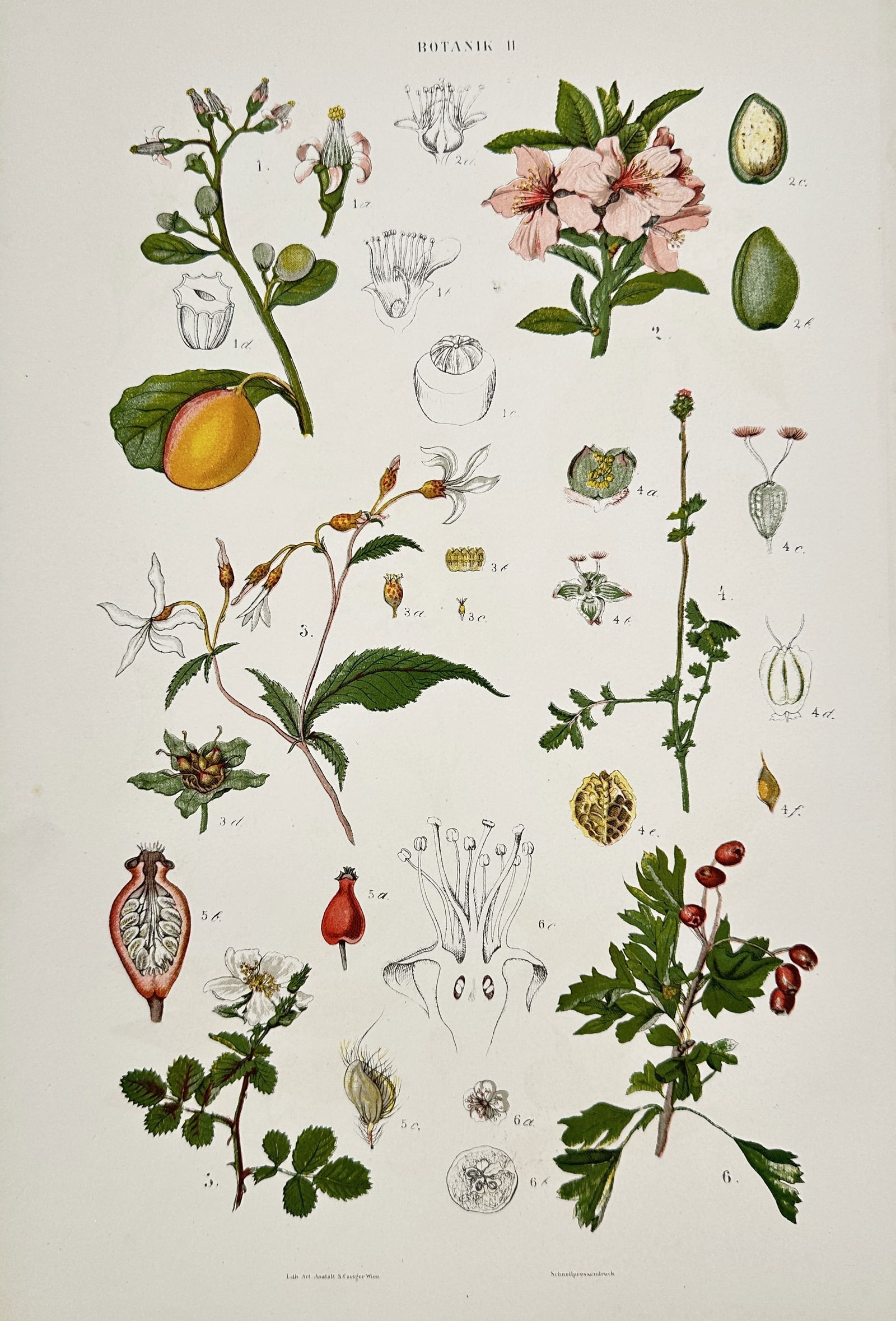 Gustav von Hayek (1836-1911) – Botanical Studies of Flowering Plants – Lithograph (1885) (1 of 2)