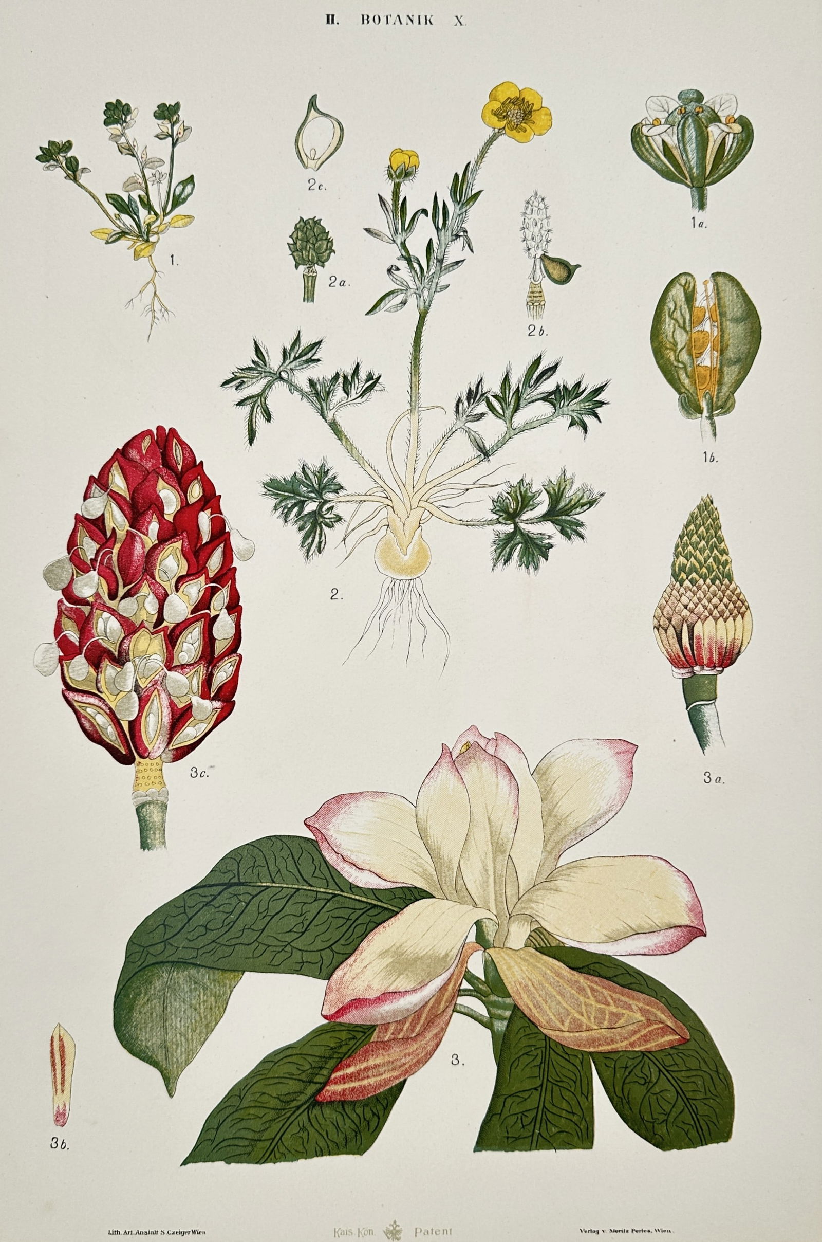 Gustav von Hayek (1836-1911) – Botanical Studies of Ranunculus and Magnolia – Lithograph (1885) (1 of 2)