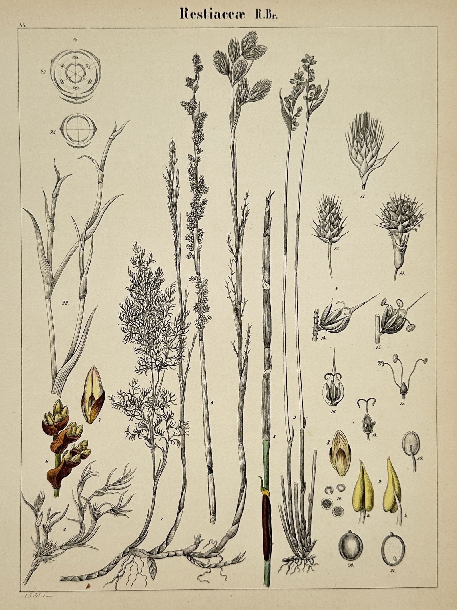 Adalbert Schnizlein (1814–1868) – Botanical Study of Restiaceae – Hand-coloured lithograph (1 of 2)