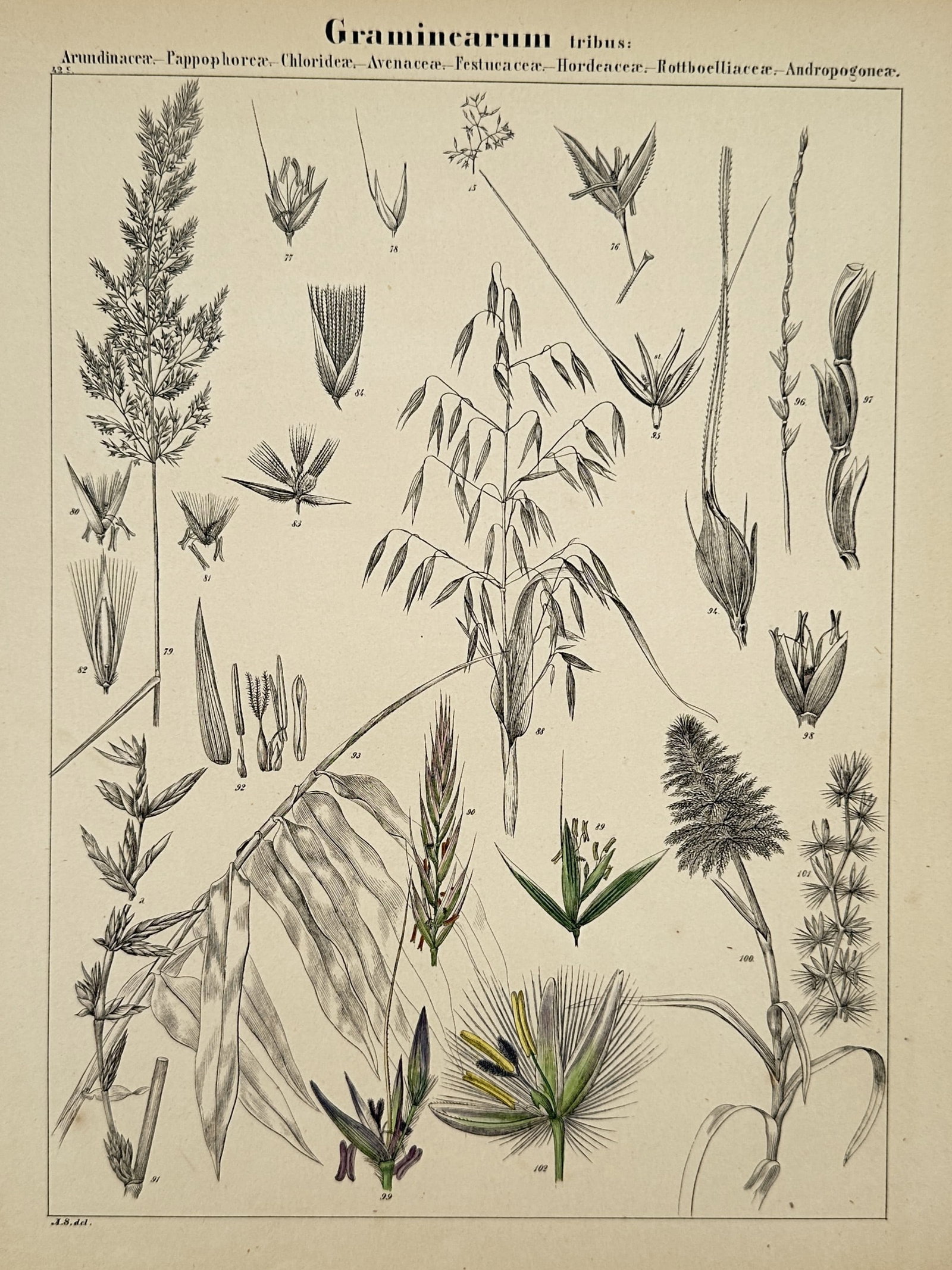 Adalbert Schnizlein (1814–1868) – Botanical Study of True Grasses – Hand-coloured lithograph (1 of 2)