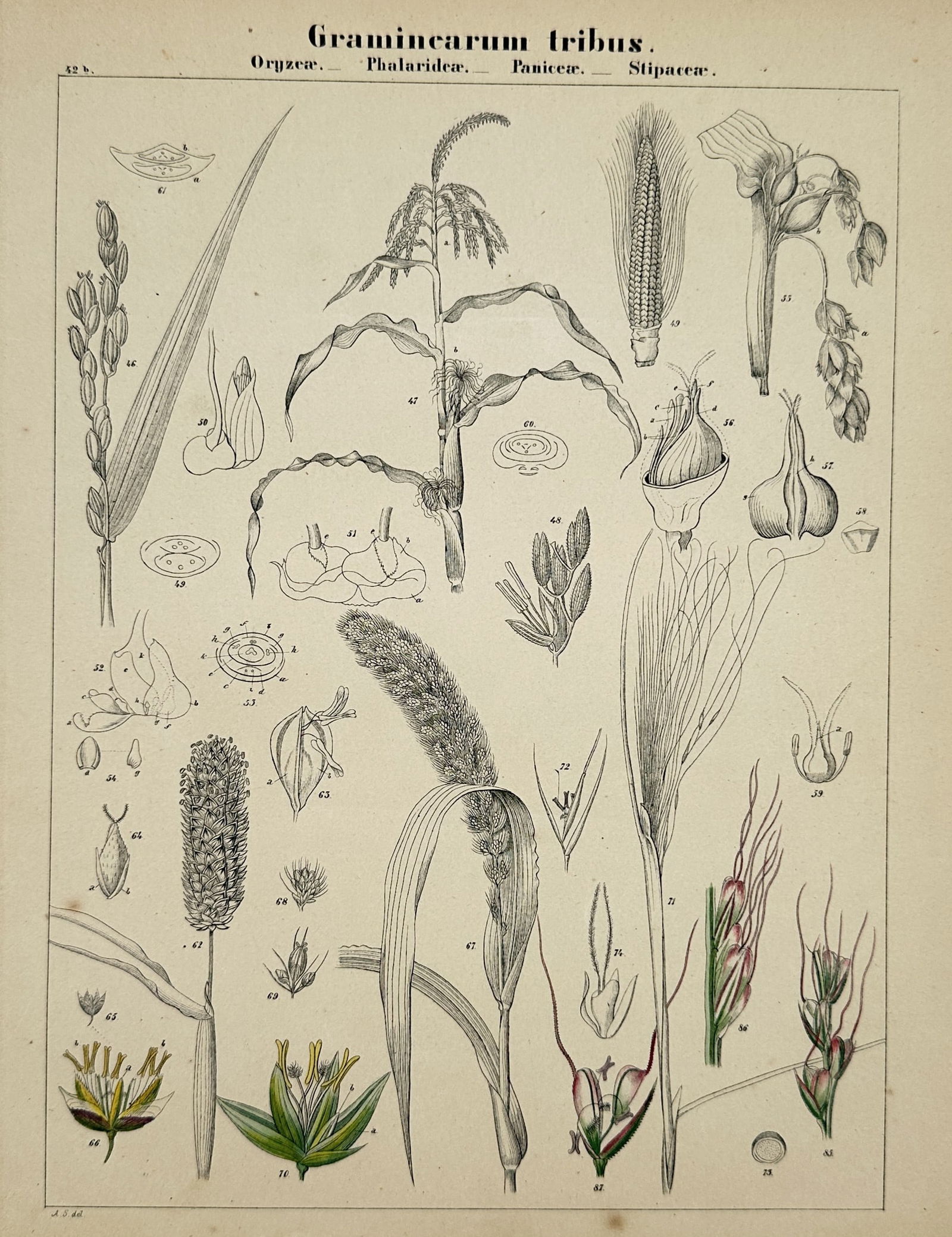 Adalbert Schnizlein (1814–1868) – Botanical Study of Grasses – Hand-coloured lithograph (1843) (1 of 2)