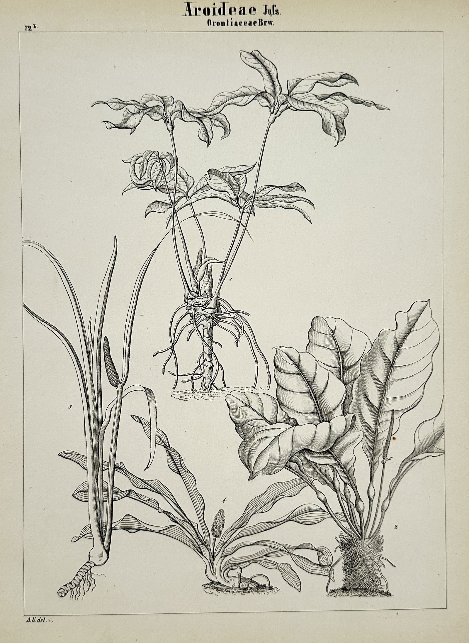Adalbert Schnizlein (1814–1868) – Botanical Study of Arums – Etching (1843) (1 of 2)