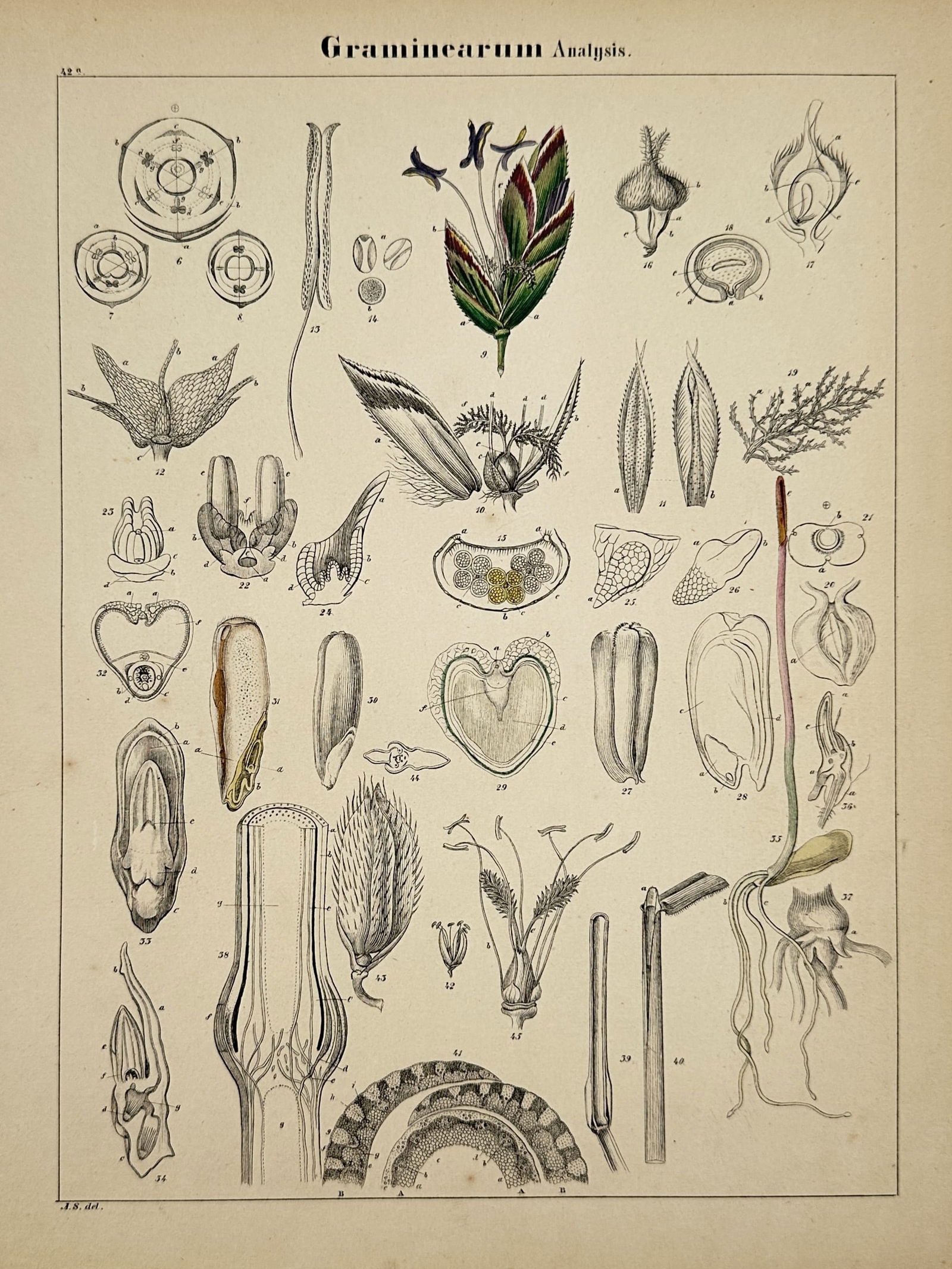 Adalbert Schnizlein (1814–1868) – Botanical Analysis of Grasses – Hand-coloured lithograph (1 of 2)