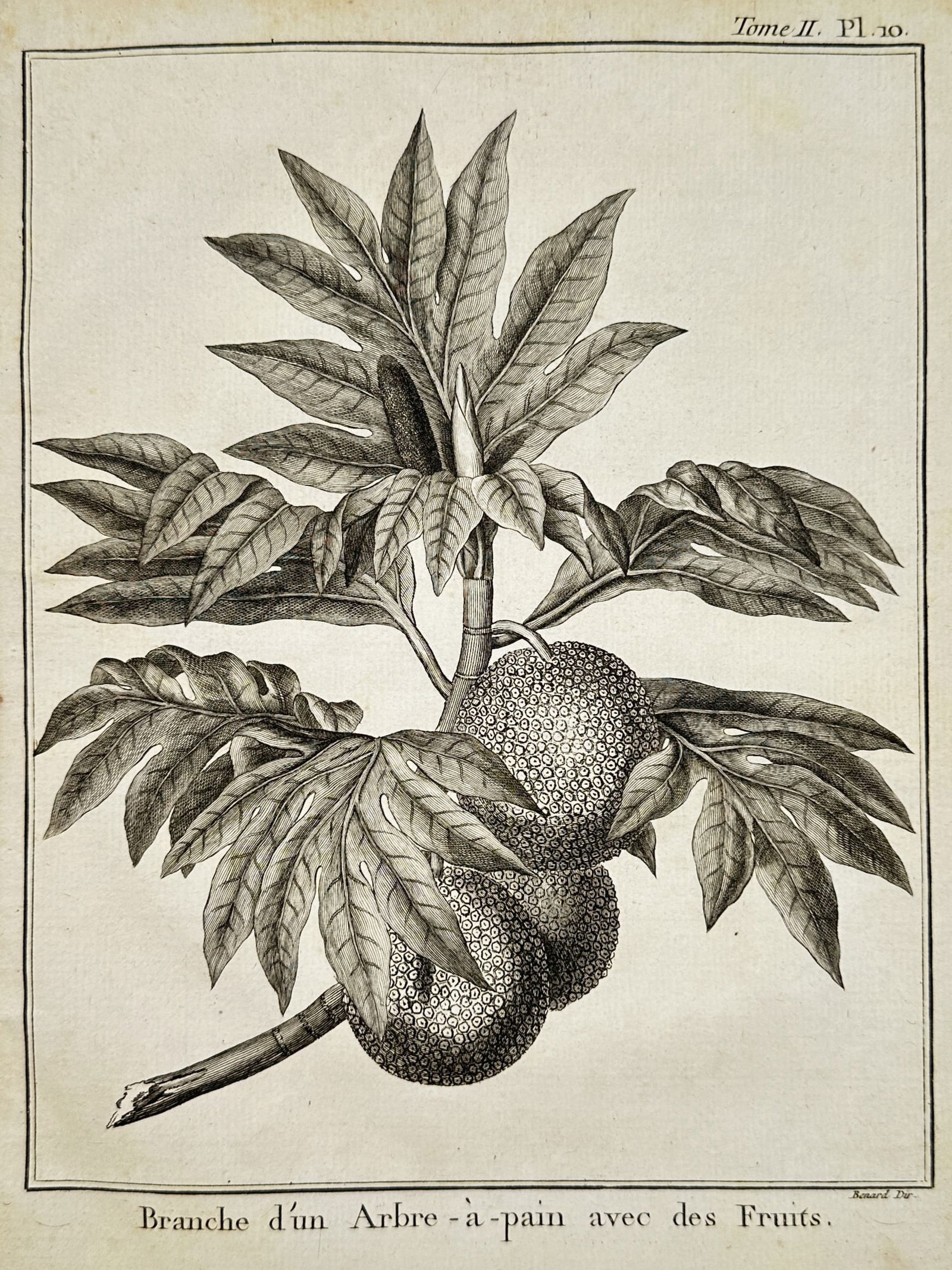 Robert Benard (1734–1777) – Branch of a Breadfruit Tree with Fruit – Etching (1774) (1 of 2)