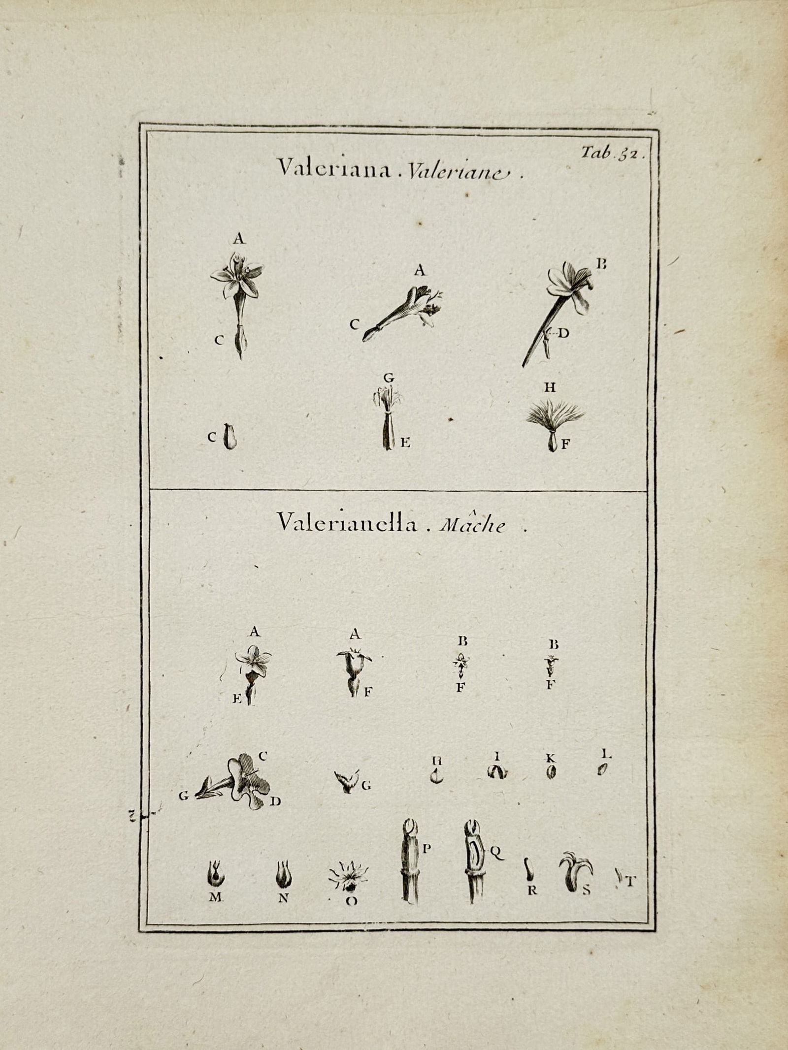 Joseph Pitton de Tournefort (1656-1708) – Botanical Study of Valerian and Lamb's Lettuce – (1 of 2)