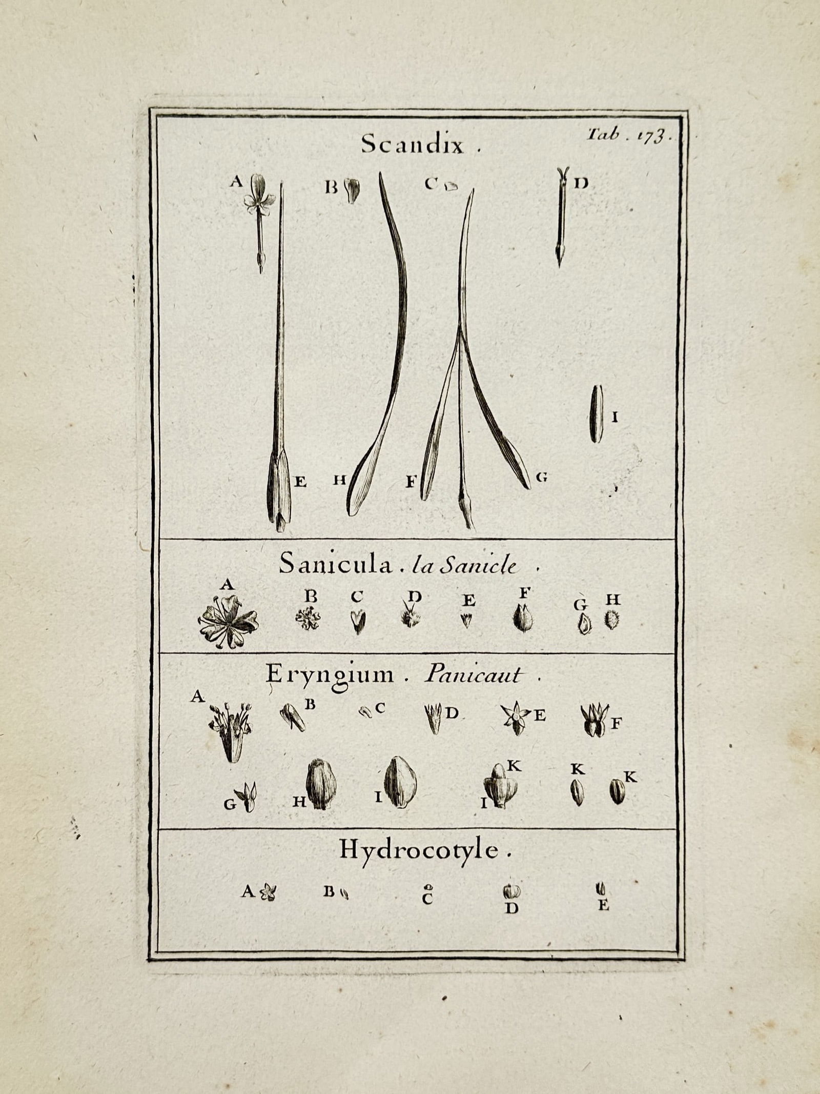 Joseph Pitton de Tournefort (1656-1708) – Botanical Study of Shepherds Needle and Pennywort (1 of 2)